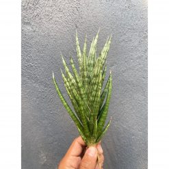 Sansevieria Francisii Gracilis size 15 cm