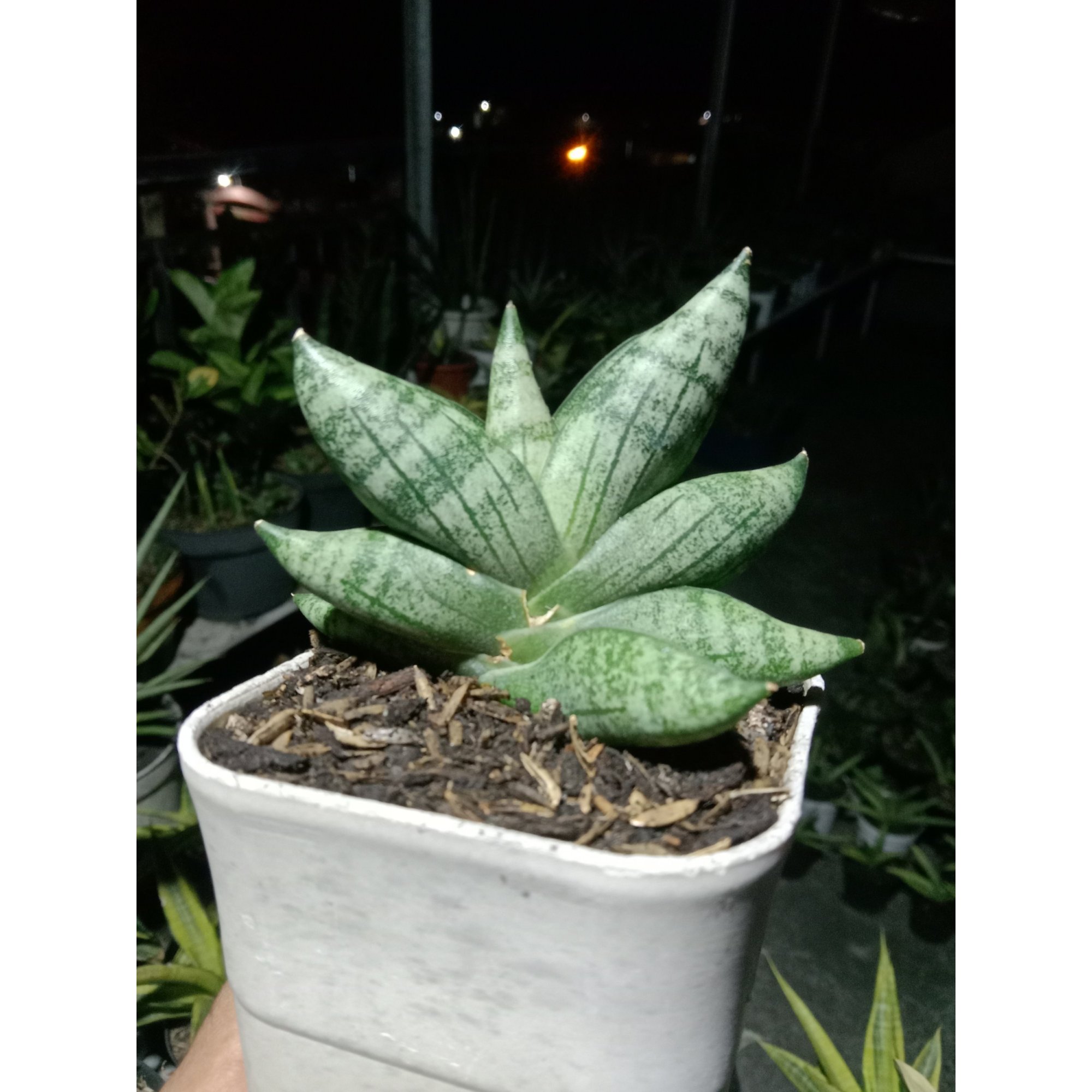 Sansevieria Gabriella X Boncel, real feature image plant. Picture taken directly from kaktus.id community Sansevieria farmer green houses.