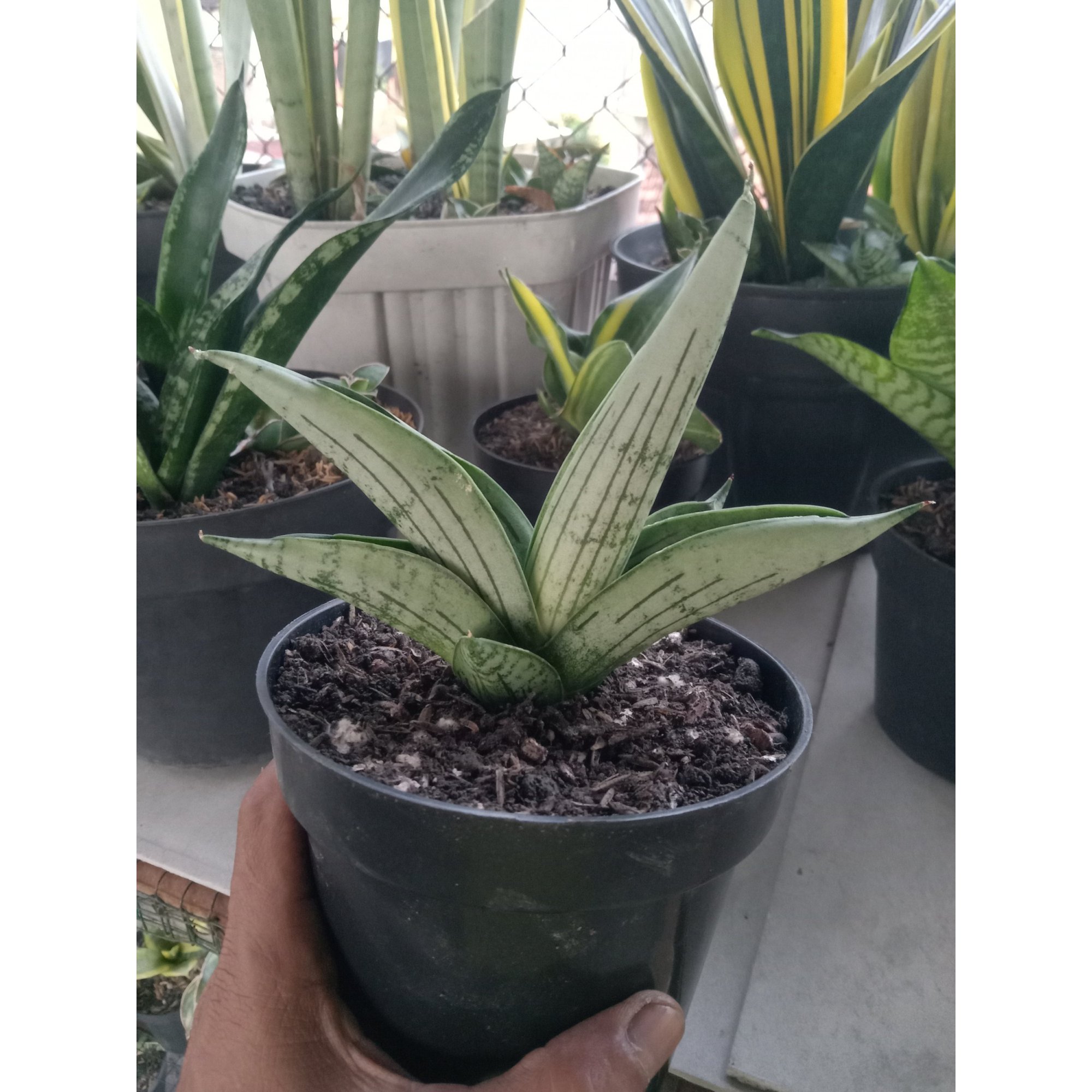 Sansevieria Gagah size 12 cm, real feature image plant. Picture taken directly from kaktus.id community Sansevieria farmer green houses.