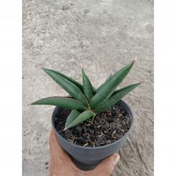 Sansevieria Gamora