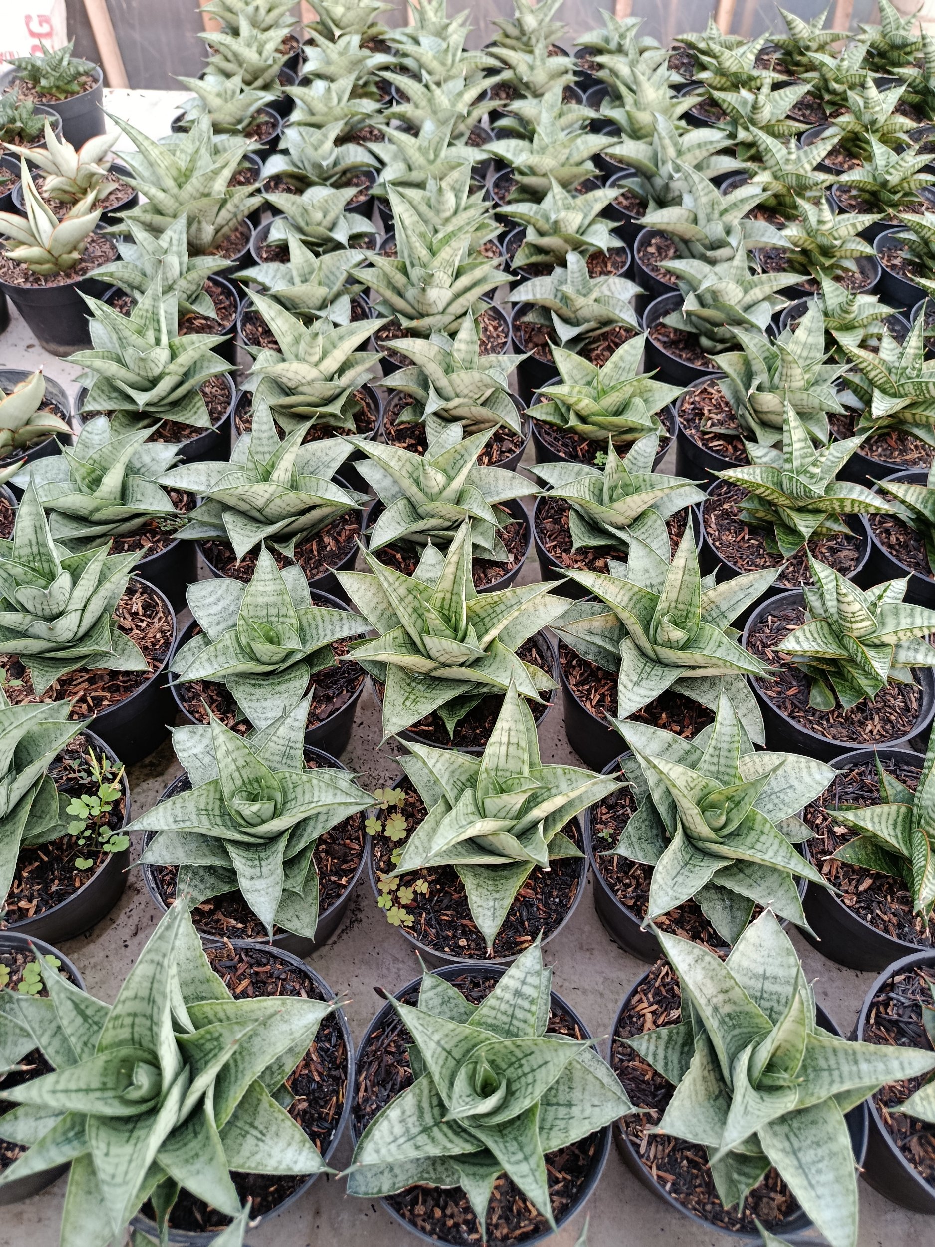 Sansevieria Hybrid Agave, real gallery image #1 plants. Picture taken directly from kaktus.id community Sansevieria farmer green houses.