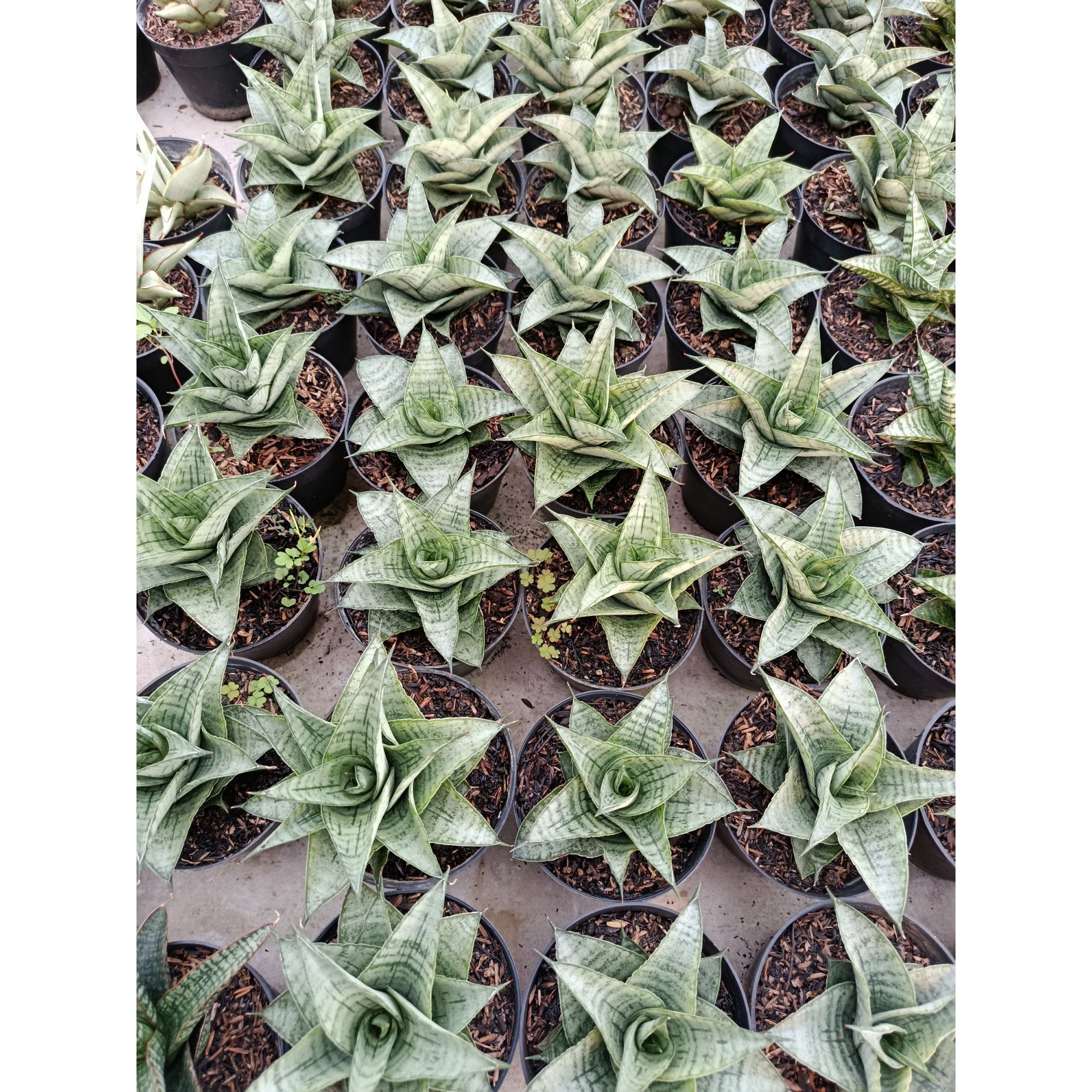Sansevieria Hybrid Agave, real feature image plant. Picture taken directly from kaktus.id community Sansevieria farmer green houses.