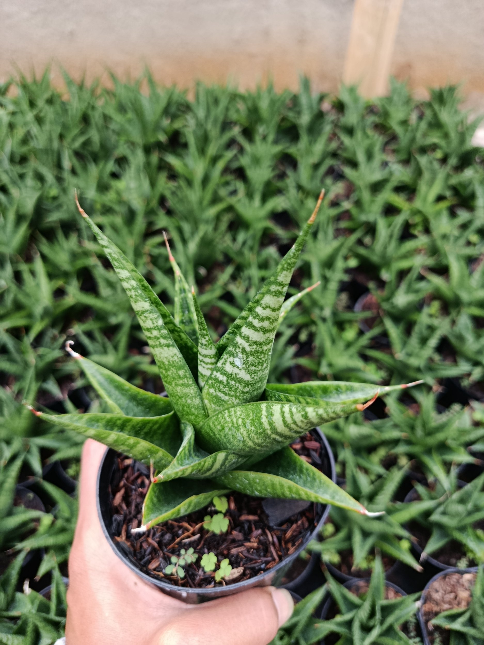 Sansevieria Hybrid Black Fat, real gallery image #1 plants. Picture taken directly from kaktus.id community Sansevieria farmer green houses.