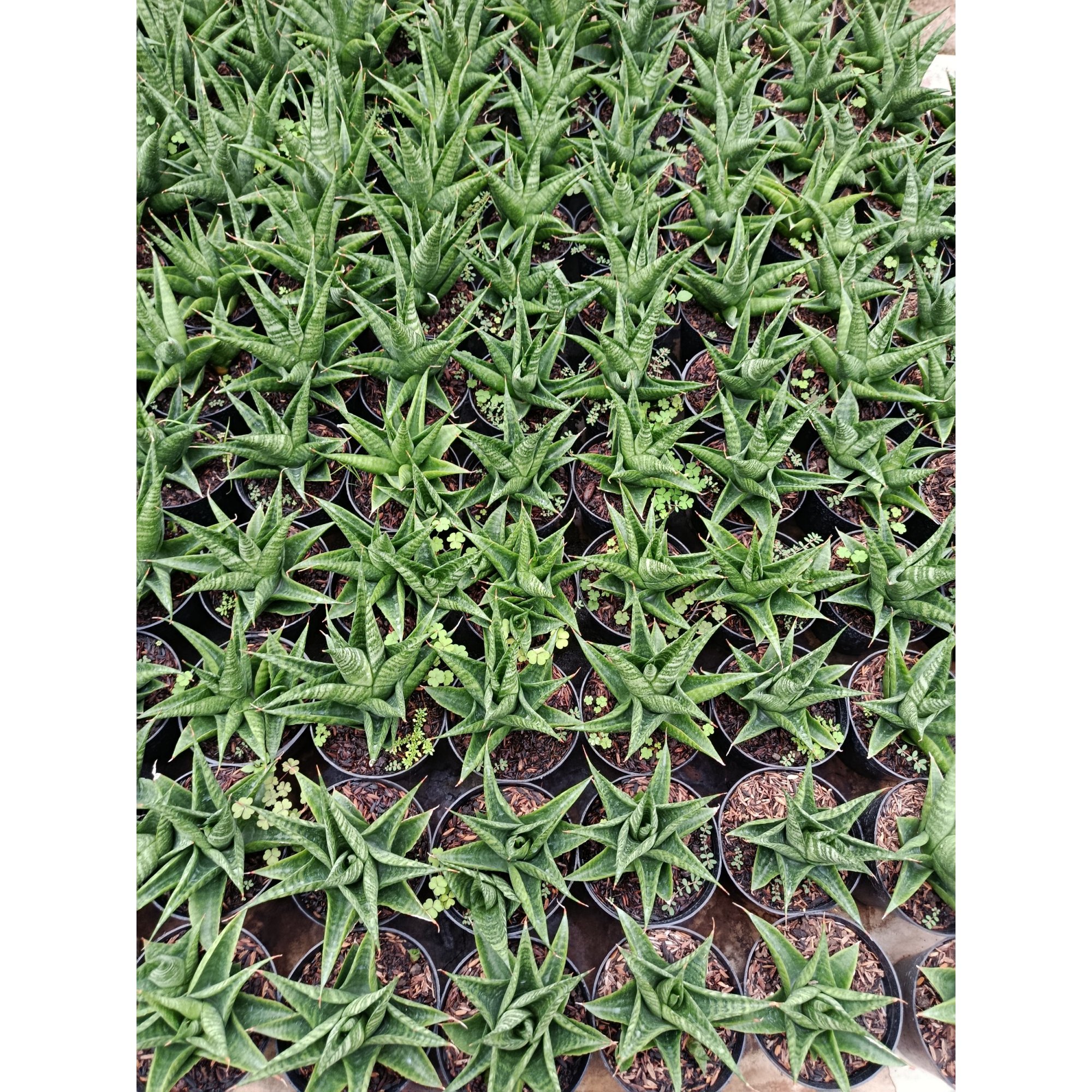Sansevieria Hybrid Black Fat, real feature image plant. Picture taken directly from kaktus.id community Sansevieria farmer green houses.