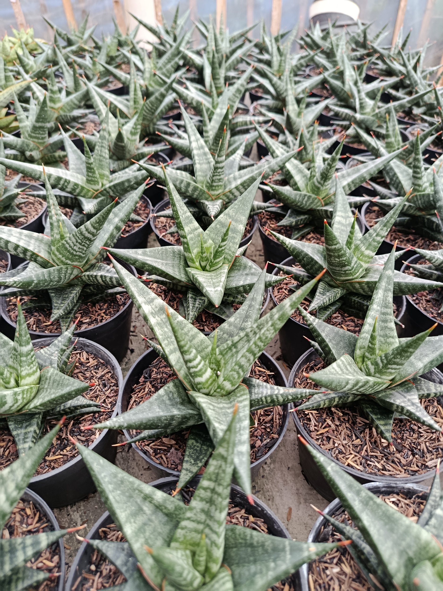 Sansevieria Hybrid Blorong, real gallery image #1 plants. Picture taken directly from kaktus.id community Sansevieria farmer green houses.