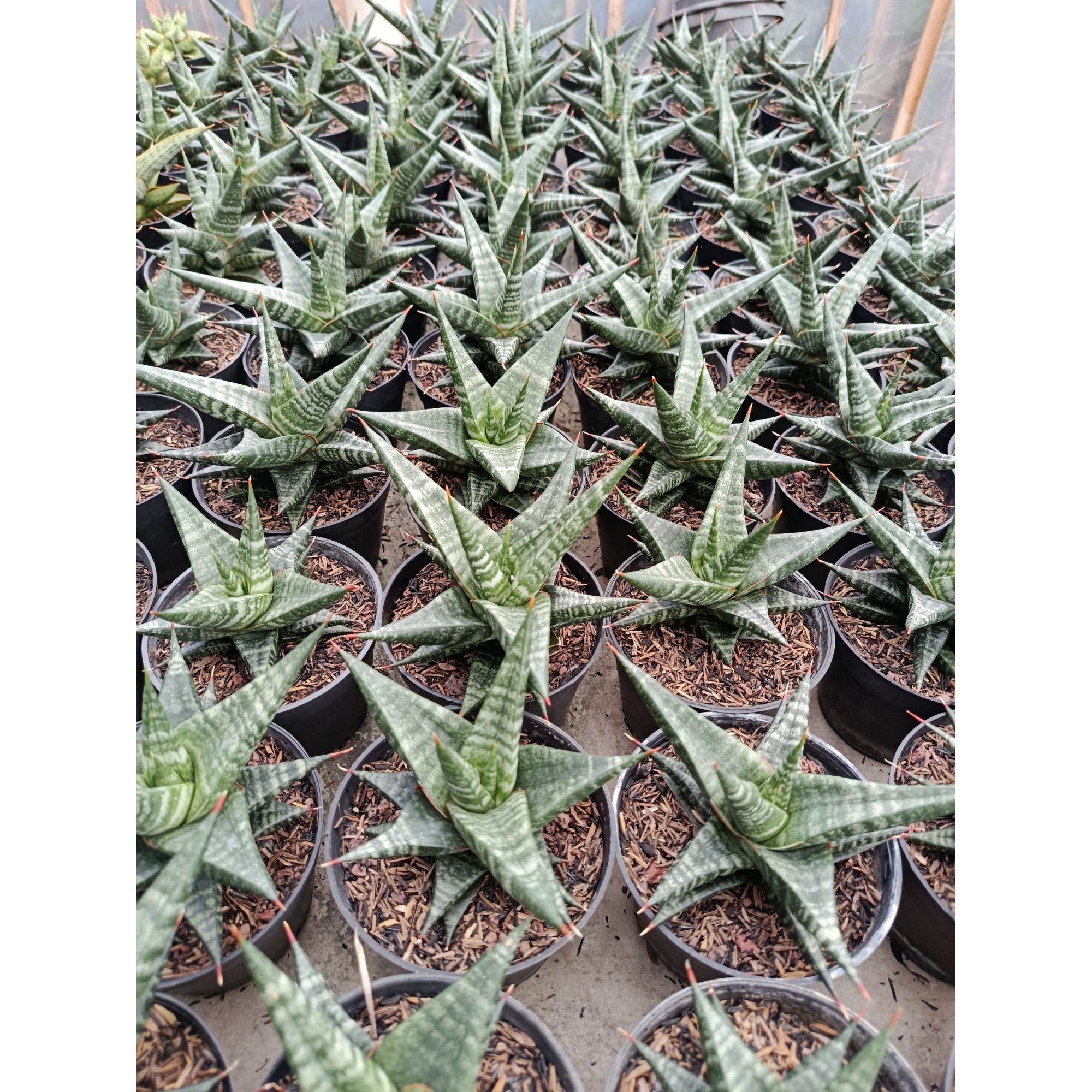 Sansevieria Hybrid Blorong, real feature image plant. Picture taken directly from kaktus.id community Sansevieria farmer green houses.