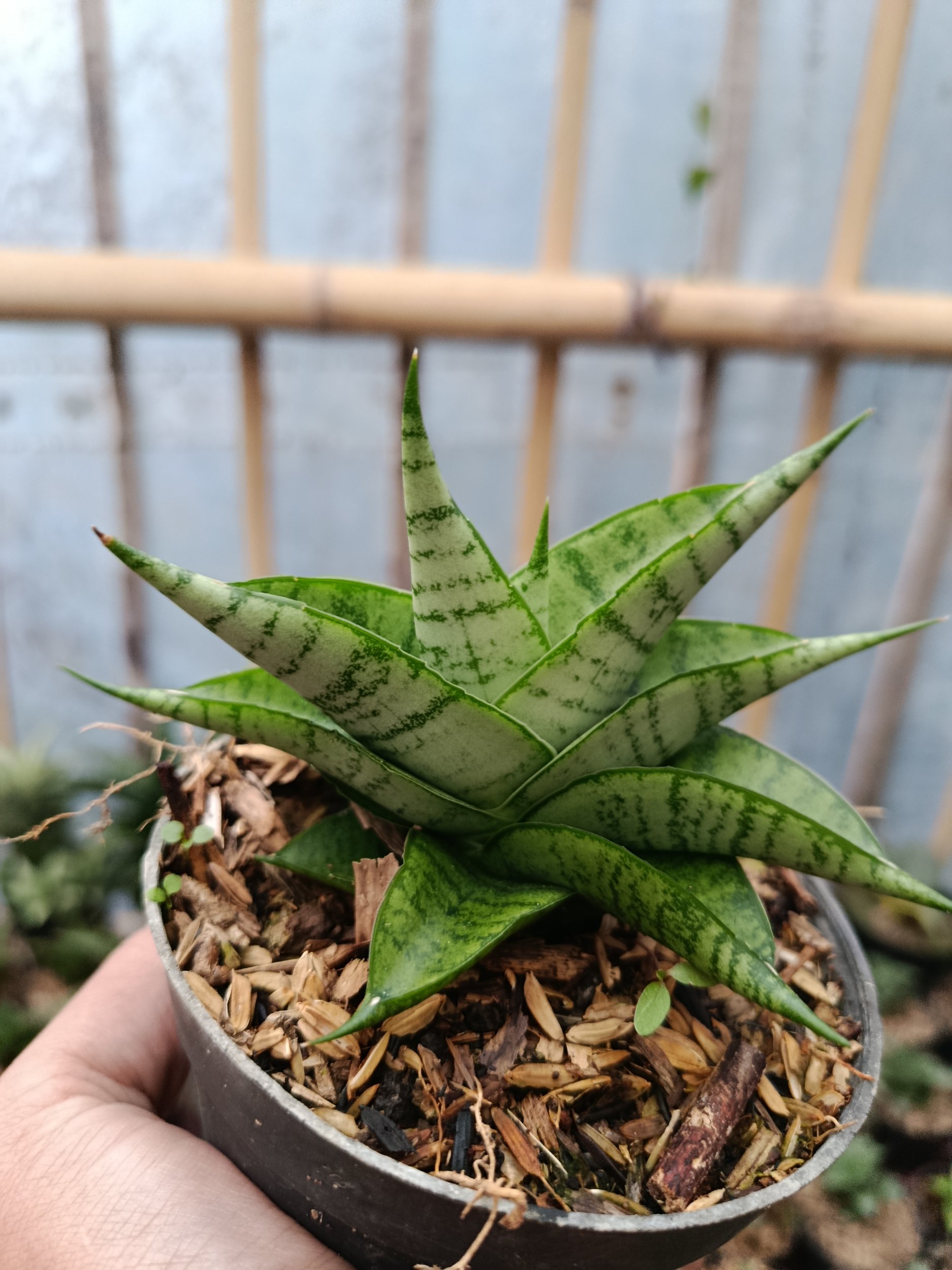 Sansevieria Hybrid Enduro, real gallery image #1 plants. Picture taken directly from kaktus.id community Sansevieria farmer green houses.
