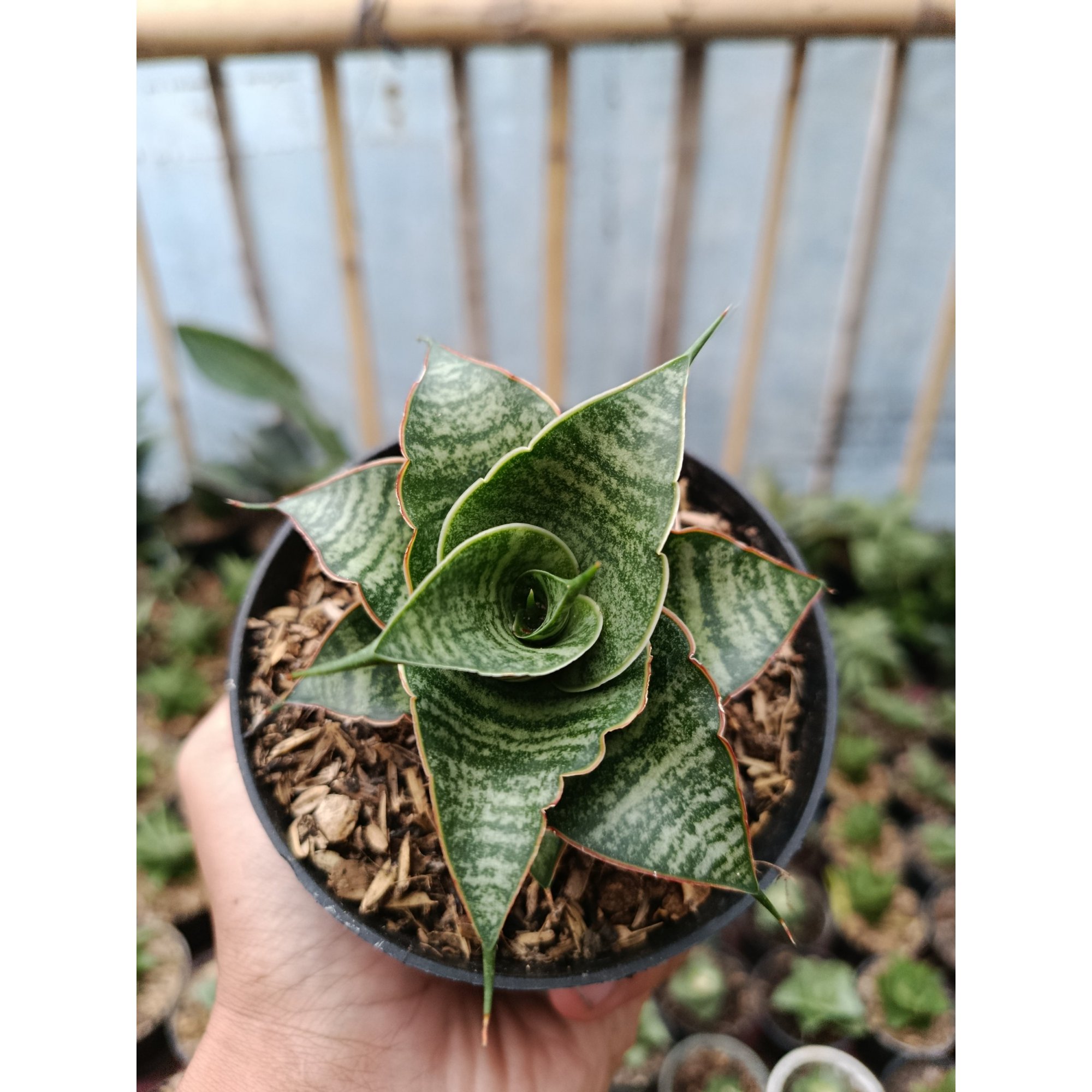 Sansevieria Hybrid Jody Pati, real feature image plant. Picture taken directly from kaktus.id community Sansevieria farmer green houses.