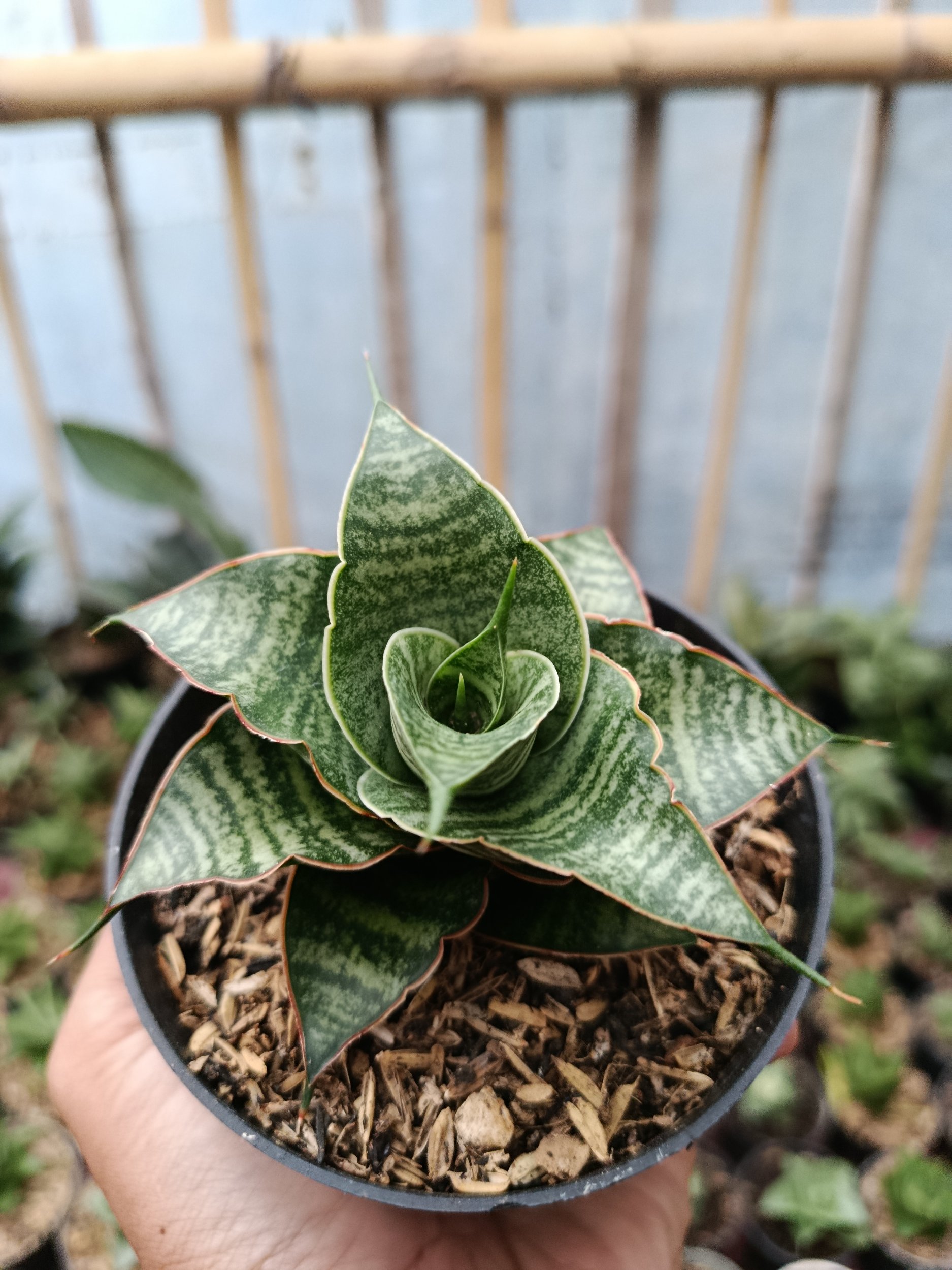 Sansevieria Hybrid Jody Pati, real gallery image #1 plants. Picture taken directly from kaktus.id community Sansevieria farmer green houses.