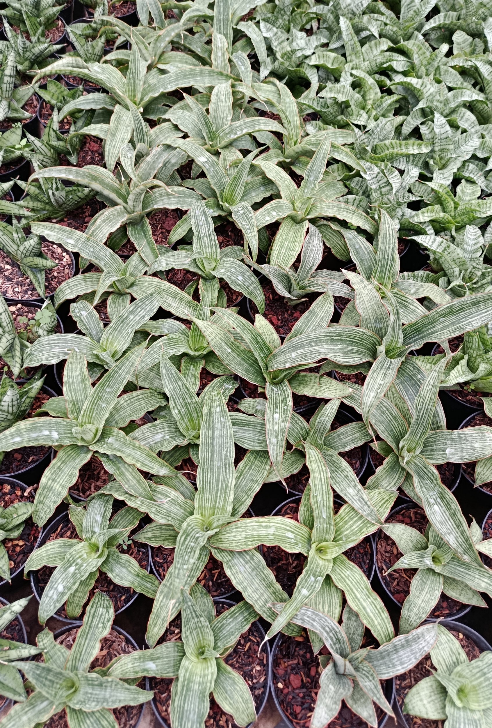 Sansevieria Hybrid Laili, real gallery image #1 plants. Picture taken directly from kaktus.id community Sansevieria farmer green houses.