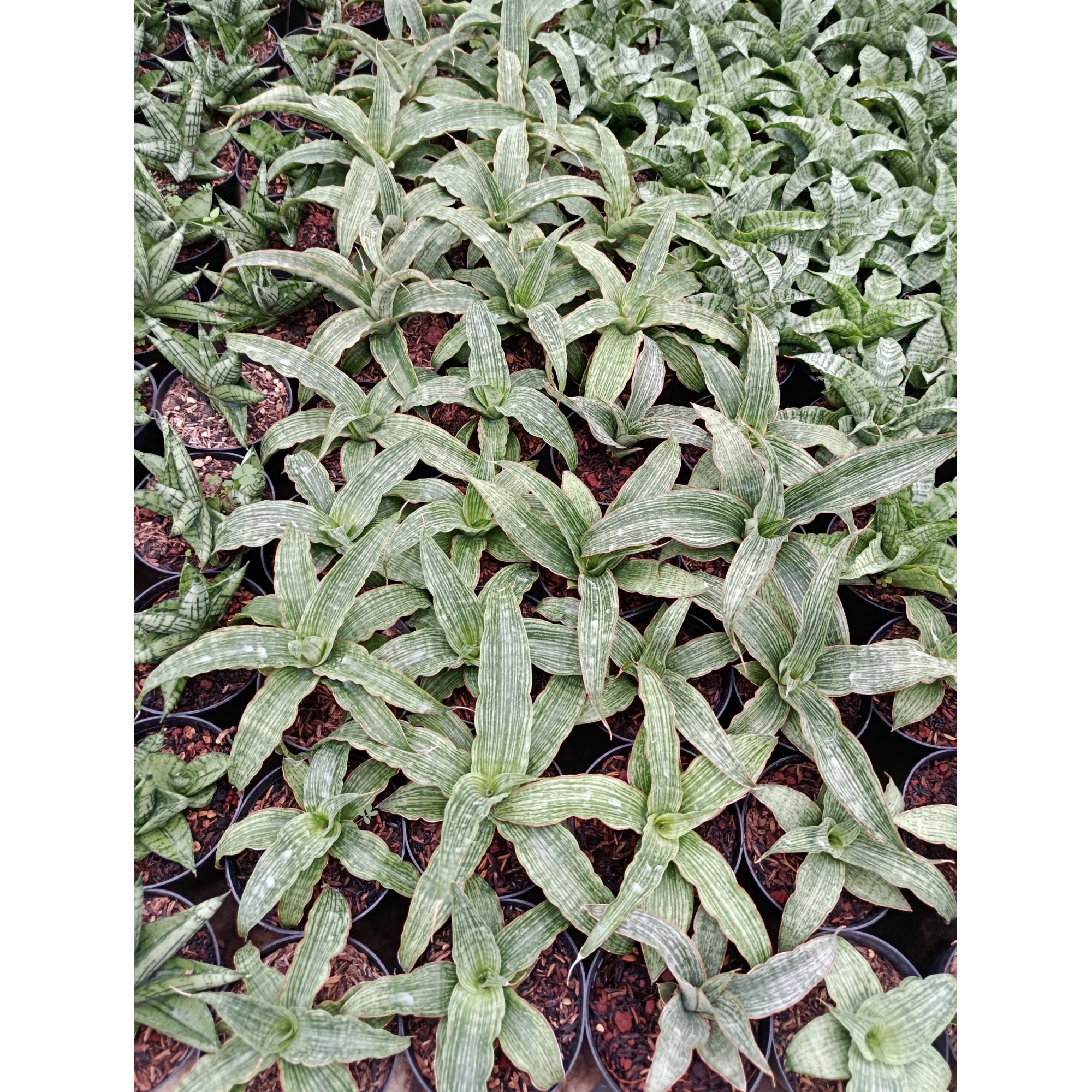Sansevieria Hybrid Laili, real feature image plant. Picture taken directly from kaktus.id community Sansevieria farmer green houses.