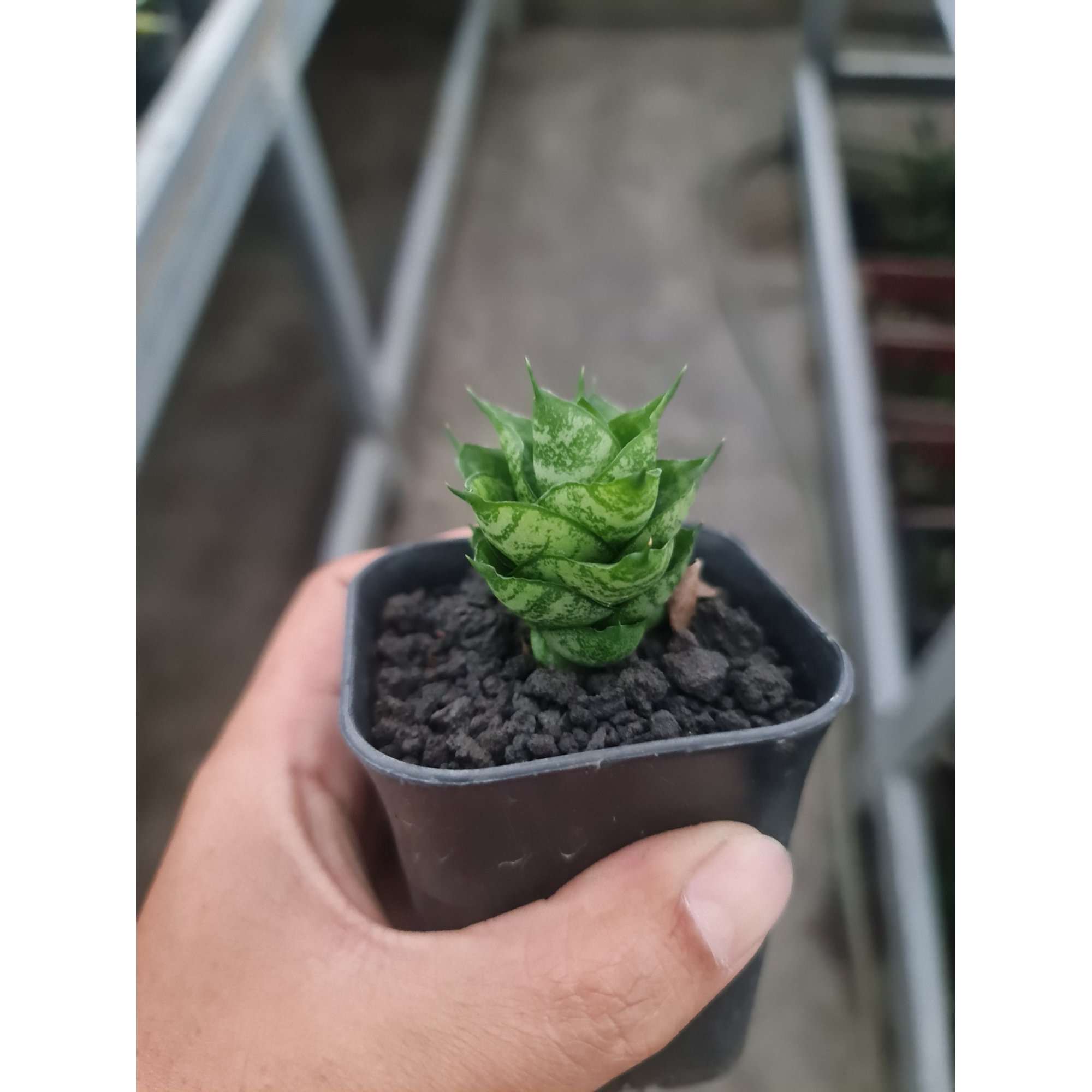 Sansevieria Hybrid Maharani, real feature image plant. Picture taken directly from kaktus.id community Sansevieria farmer green houses.