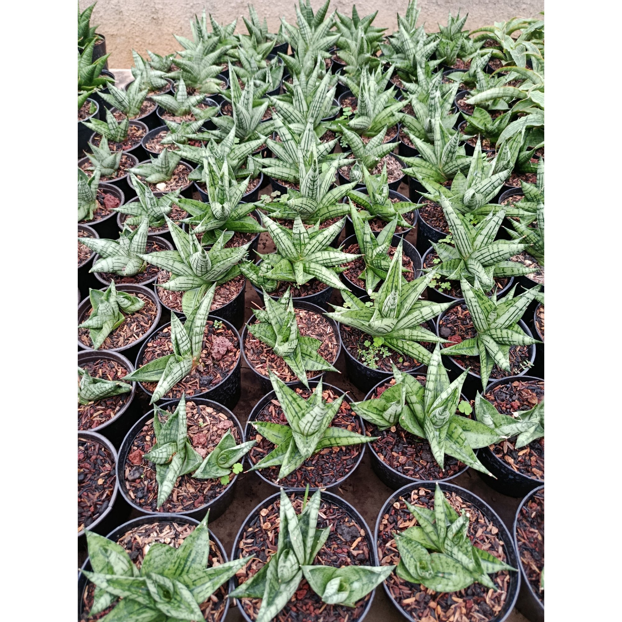 Sansevieria Hybrid Manja, real feature image plant. Picture taken directly from kaktus.id community Sansevieria farmer green houses.