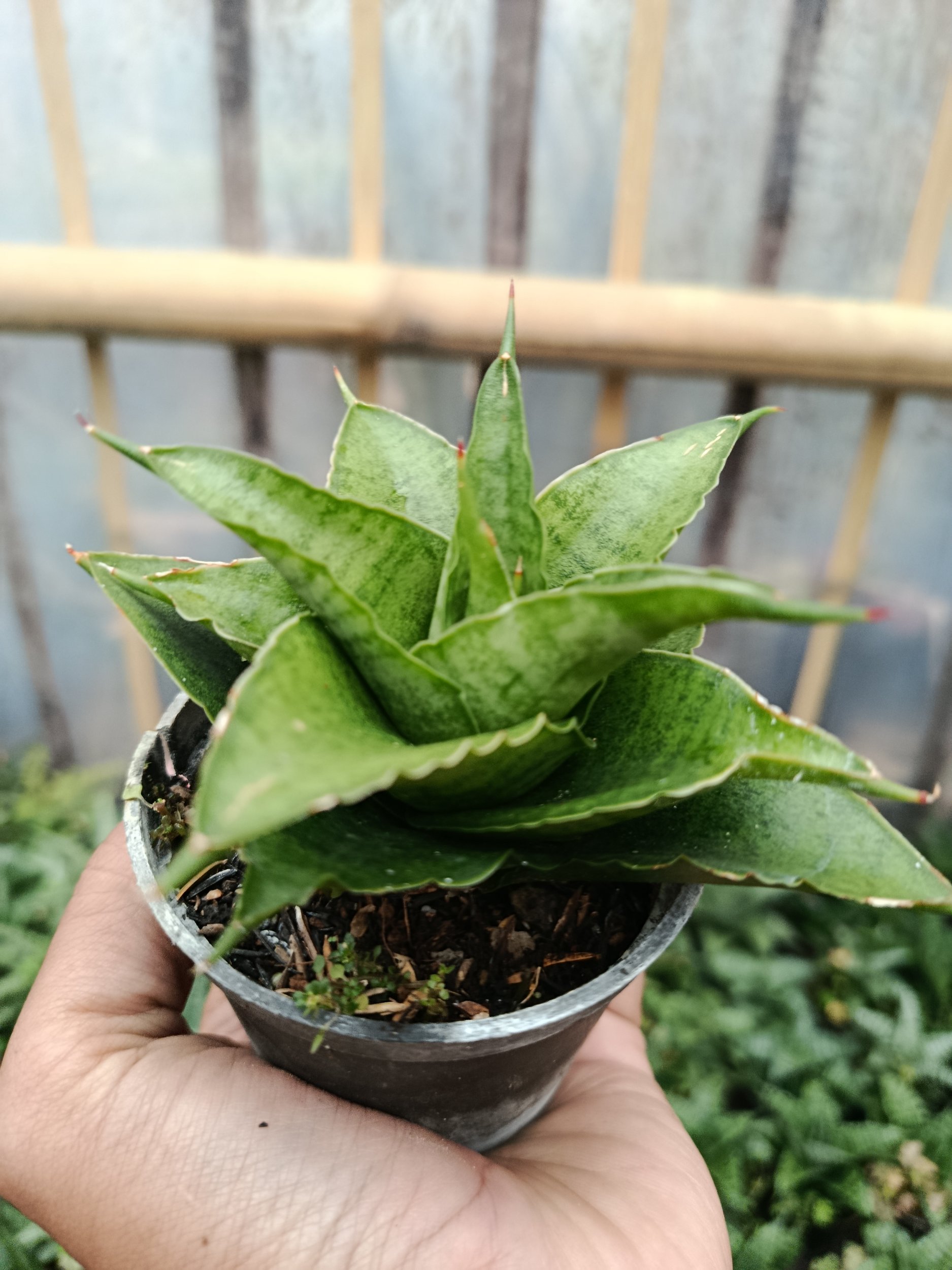 Sansevieria Hybrid Monas, real gallery image #1 plants. Picture taken directly from kaktus.id community Sansevieria farmer green houses.