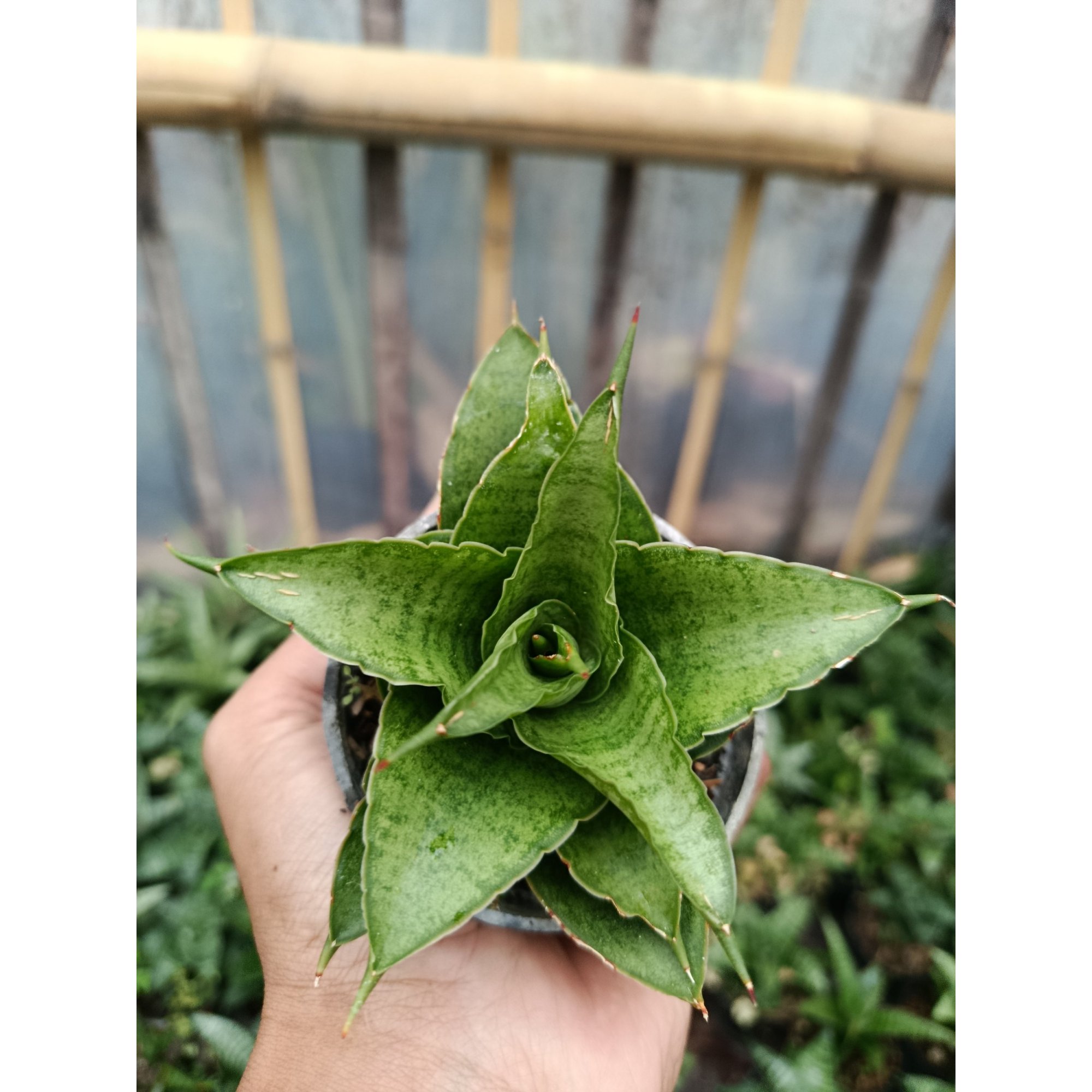 Sansevieria Hybrid Monas, real feature image plant. Picture taken directly from kaktus.id community Sansevieria farmer green houses.