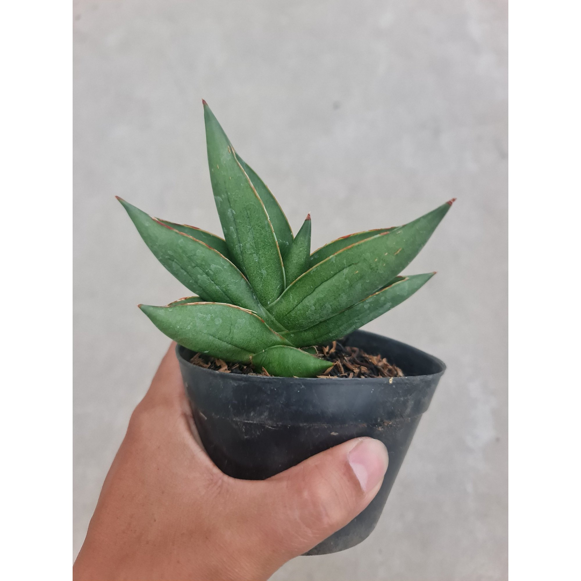 Sansevieria Hybrid Oma Live, real feature image plant. Picture taken directly from kaktus.id community Sansevieria farmer green houses.
