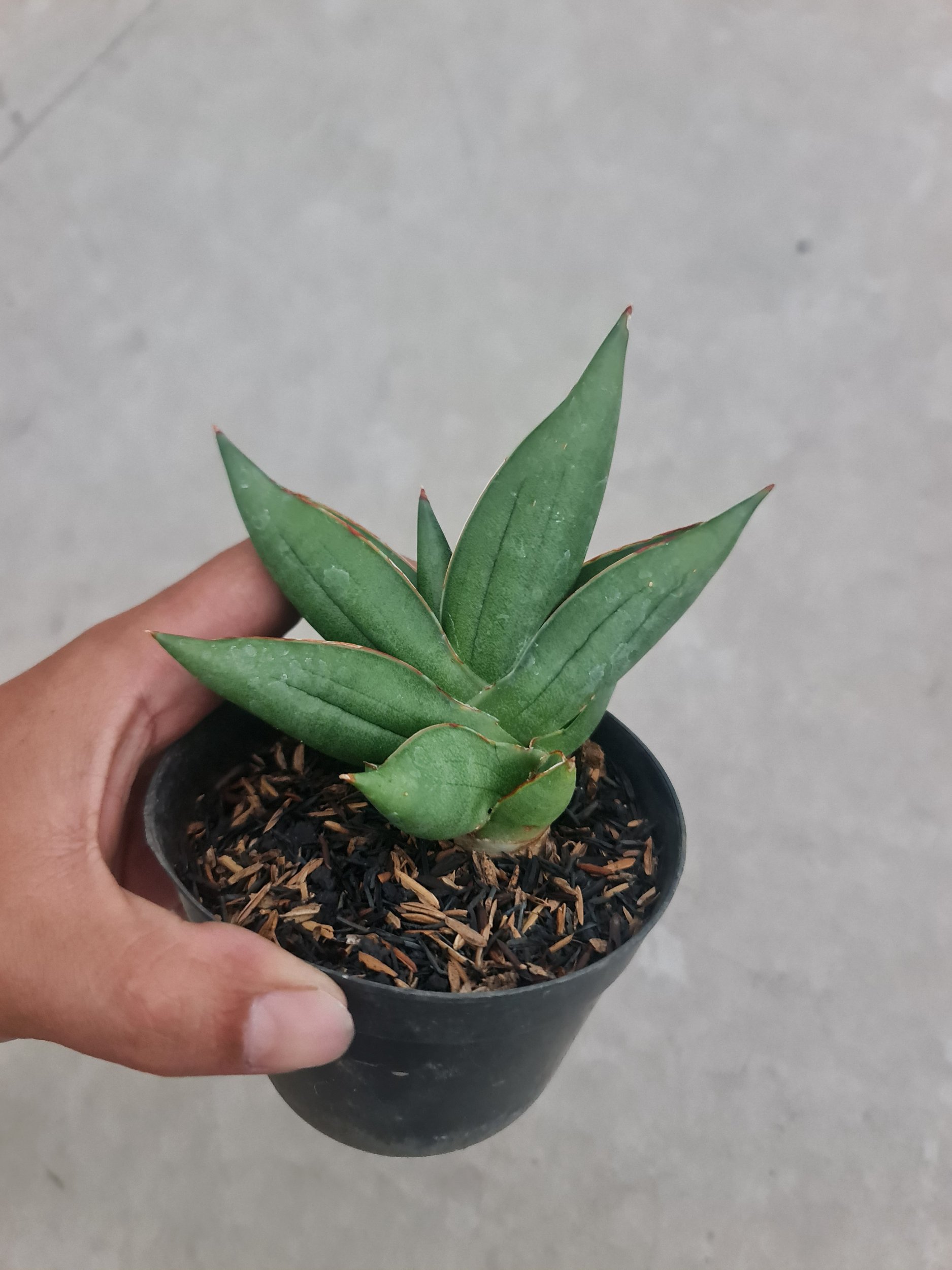 Sansevieria Hybrid Oma Live, real gallery image #1 plants. Picture taken directly from kaktus.id community Sansevieria farmer green houses.
