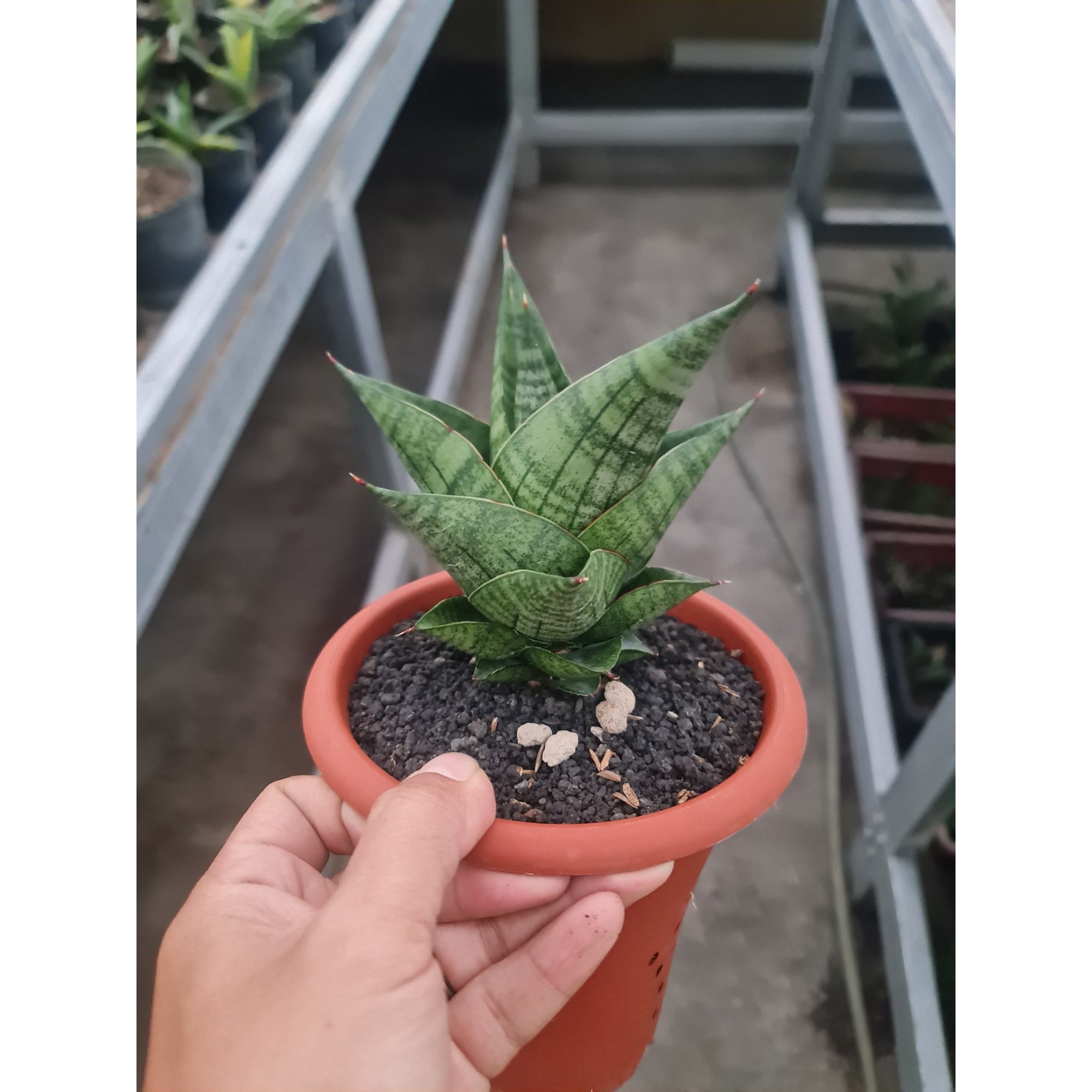 Sansevieria Hybrid Original Seeds 4pcs Medium Size ( Noname ), real feature image plant. Picture taken directly from kaktus.id community Sansevieria farmer green houses.
