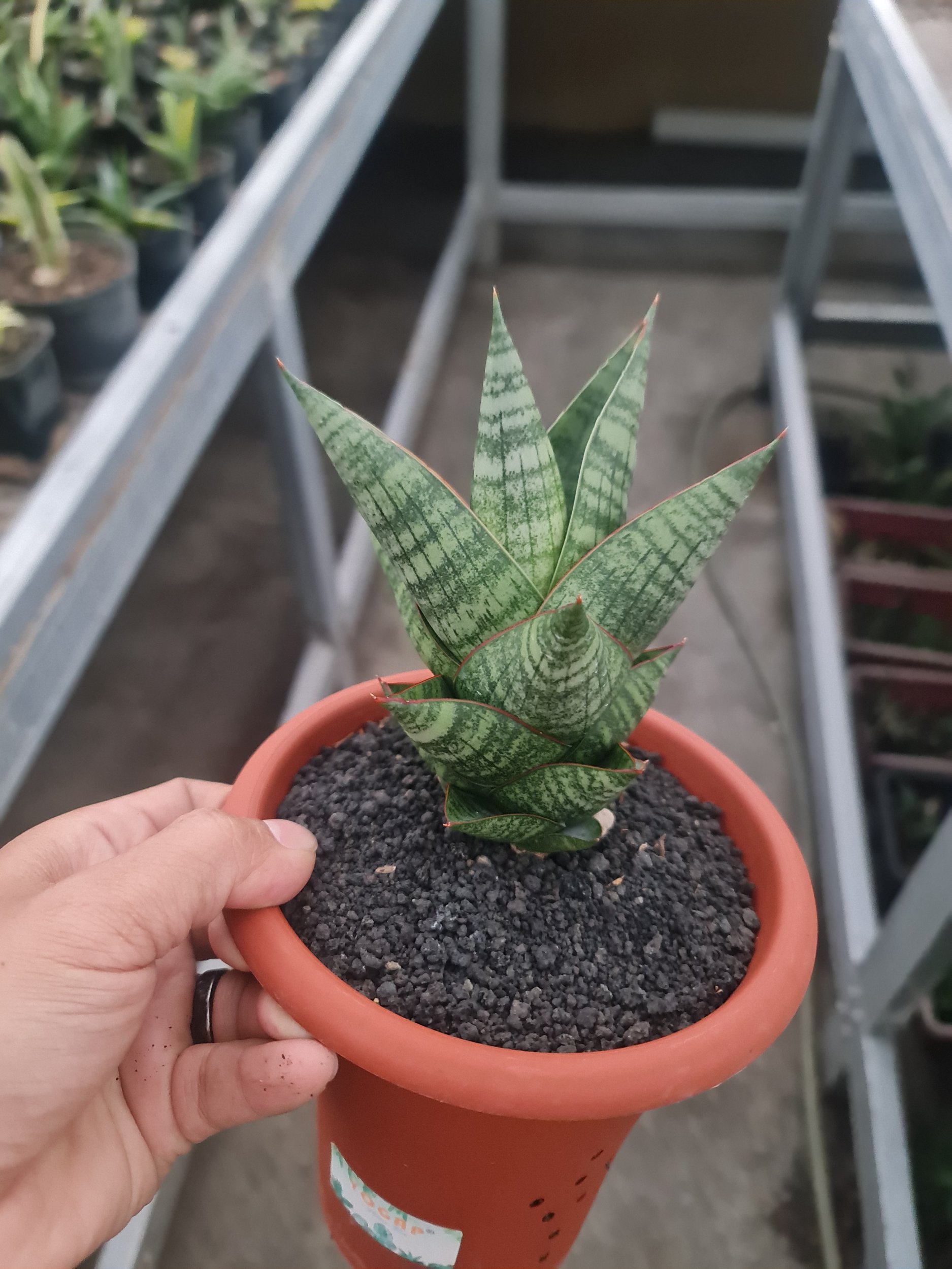 Sansevieria Hybrid Original Seeds 4pcs Medium Size ( Noname ), real gallery image #1 plants. Picture taken directly from kaktus.id community Sansevieria farmer green houses.