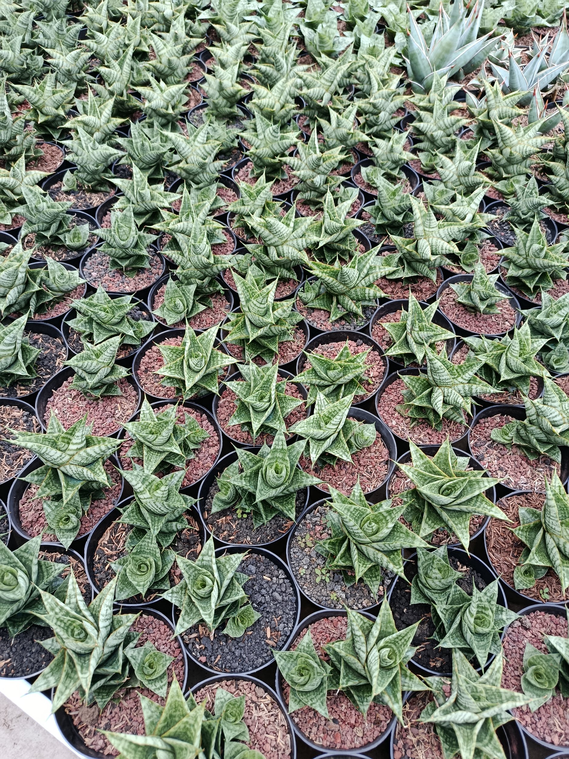 Sansevieria Hybrid Sindoro, real gallery image #1 plants. Picture taken directly from kaktus.id community Sansevieria farmer green houses.