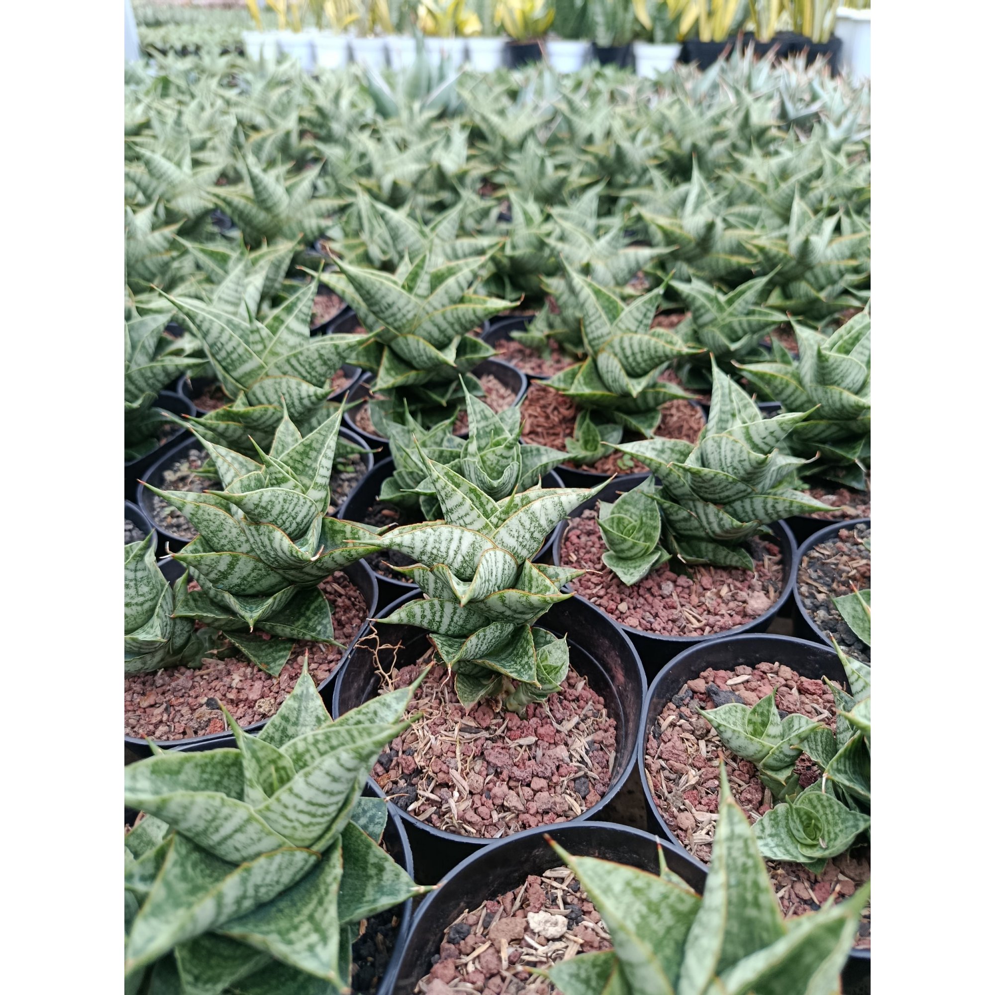 Sansevieria Hybrid Sindoro, real feature image plant. Picture taken directly from kaktus.id community Sansevieria farmer green houses.