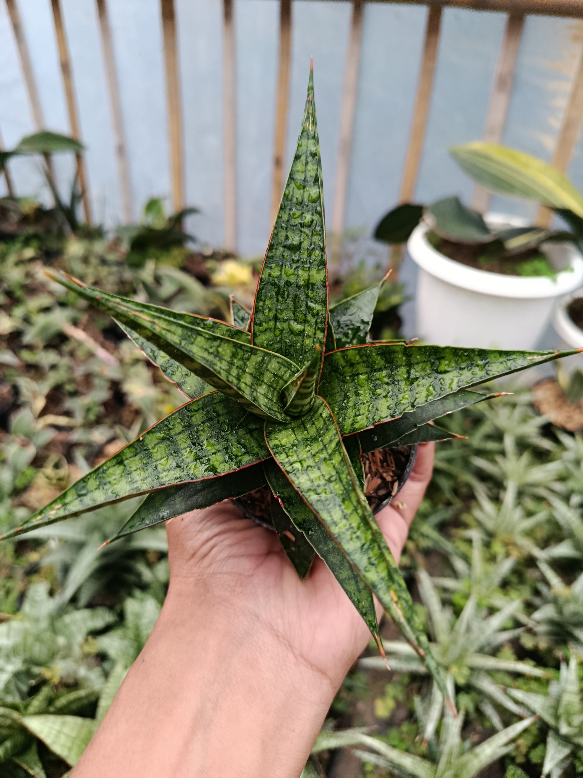 Sansevieria Hybrid Star Gate, real gallery image #1 plants. Picture taken directly from kaktus.id community Sansevieria farmer green houses.