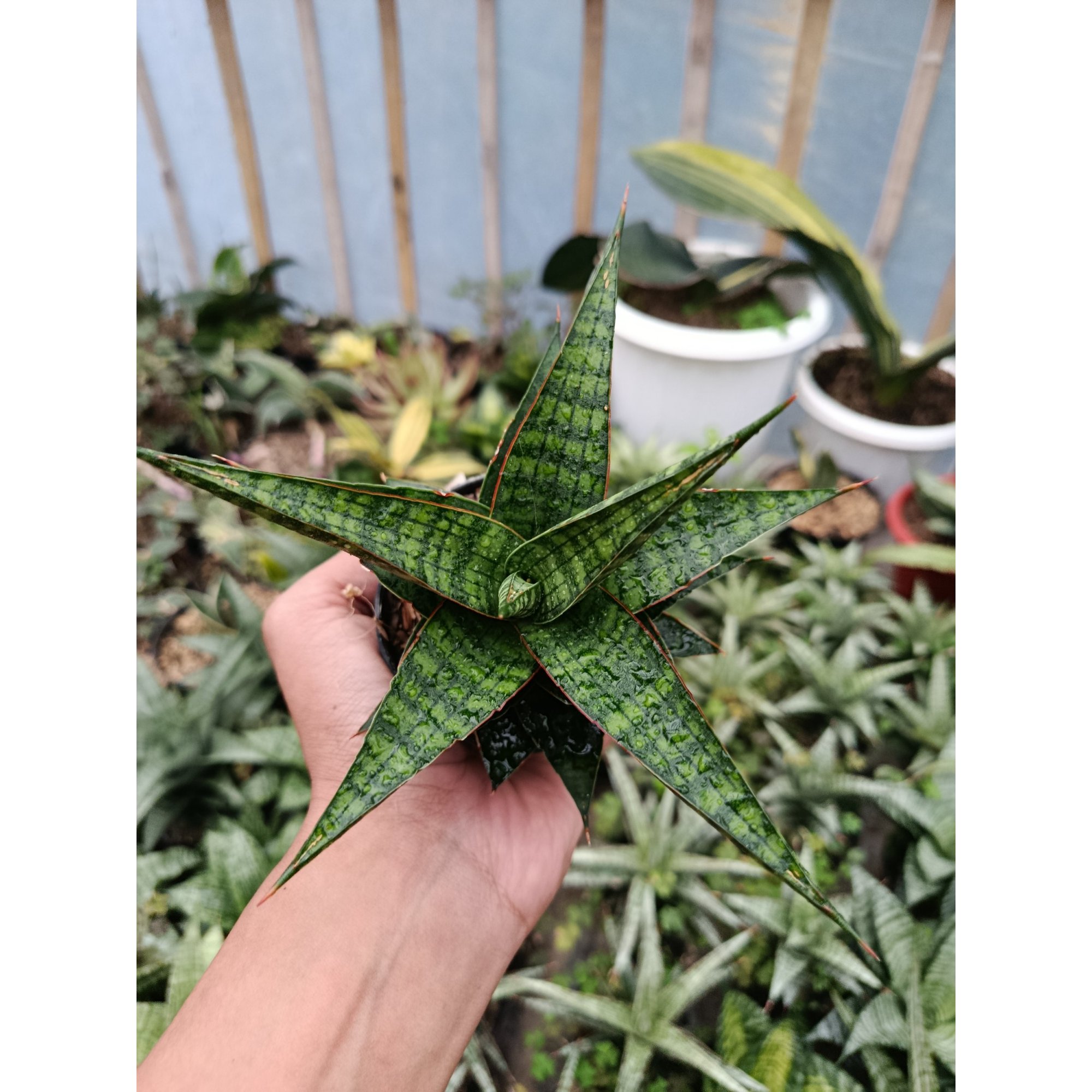 Sansevieria Hybrid Star Gate, real feature image plant. Picture taken directly from kaktus.id community Sansevieria farmer green houses.