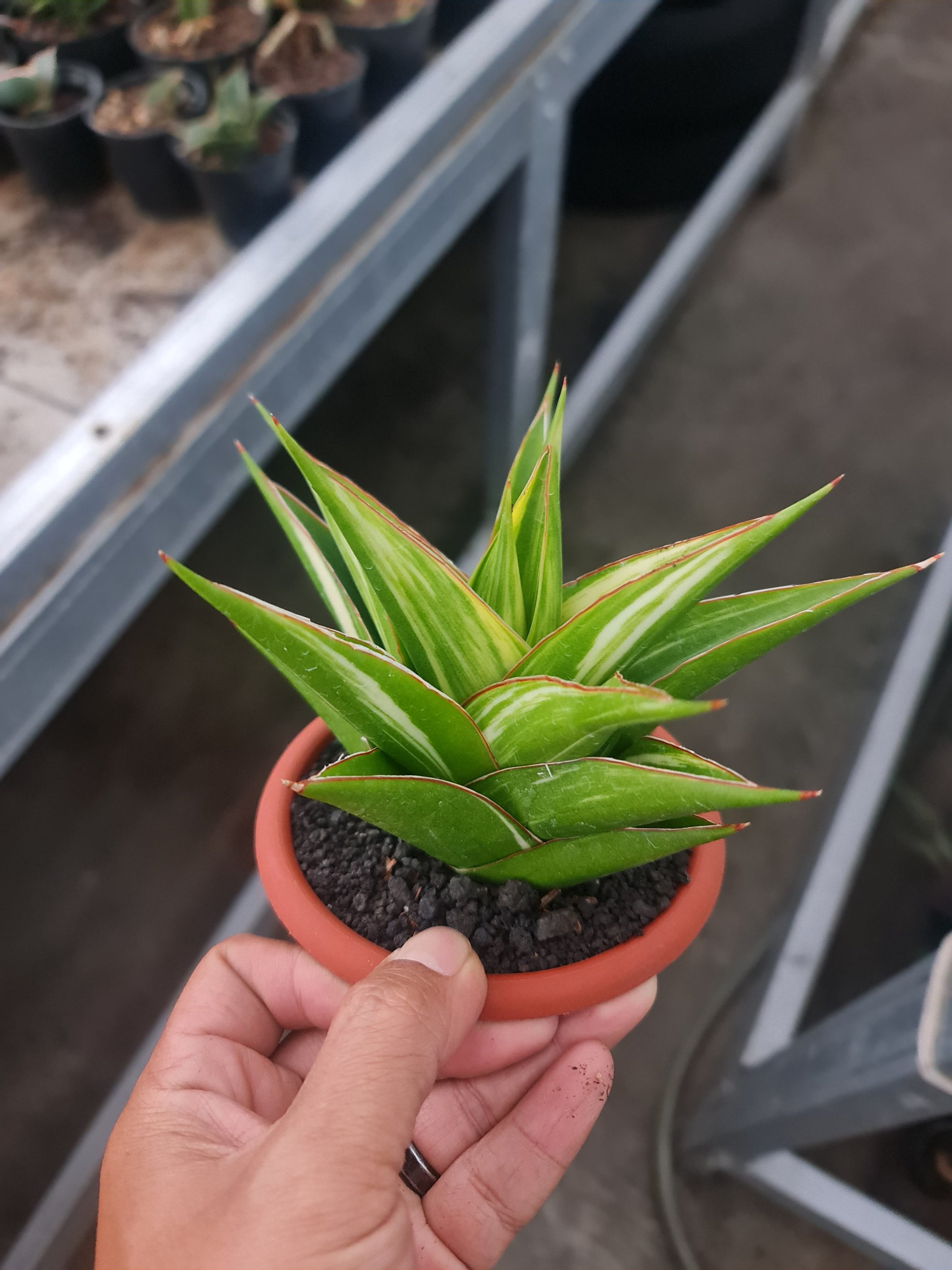 Sansevieria Hybrid Tower White Variegated, real gallery image #1 plants. Picture taken directly from kaktus.id community Sansevieria farmer green houses.
