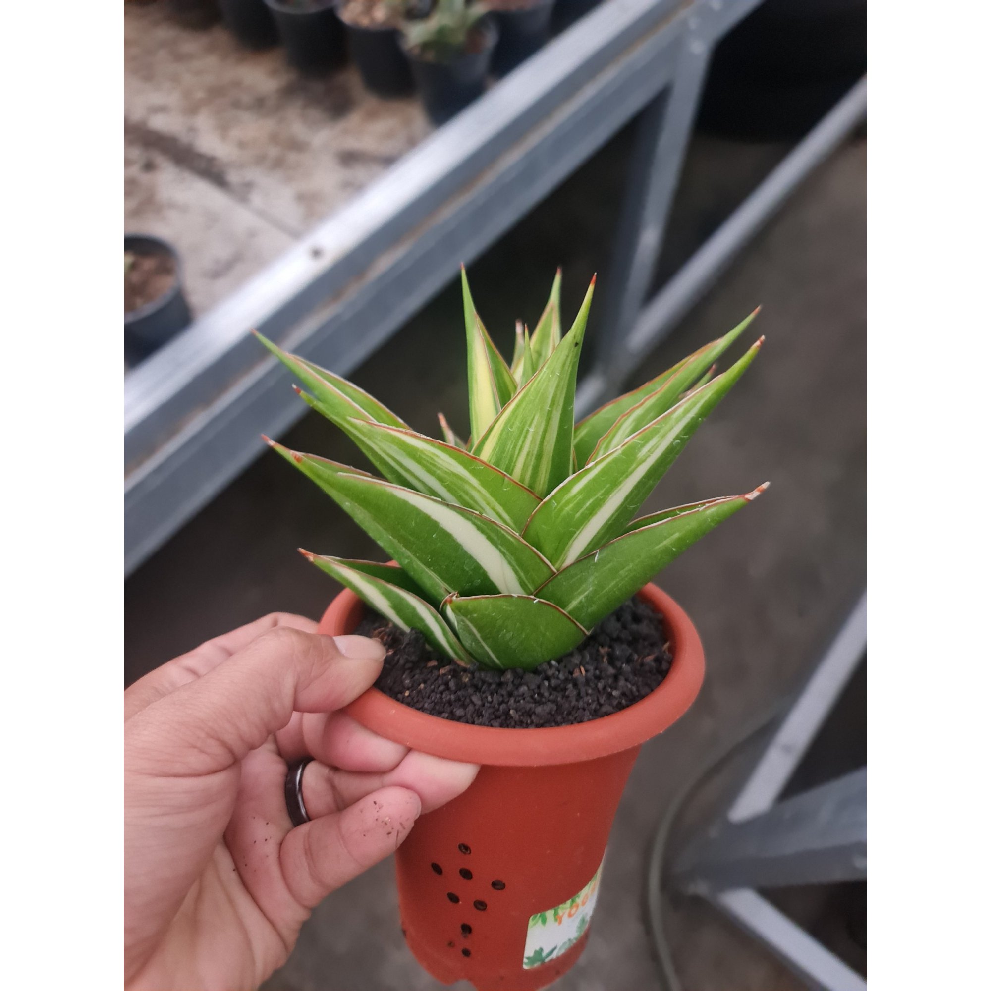 Sansevieria Hybrid Tower White Variegated, real feature image plant. Picture taken directly from kaktus.id community Sansevieria farmer green houses.