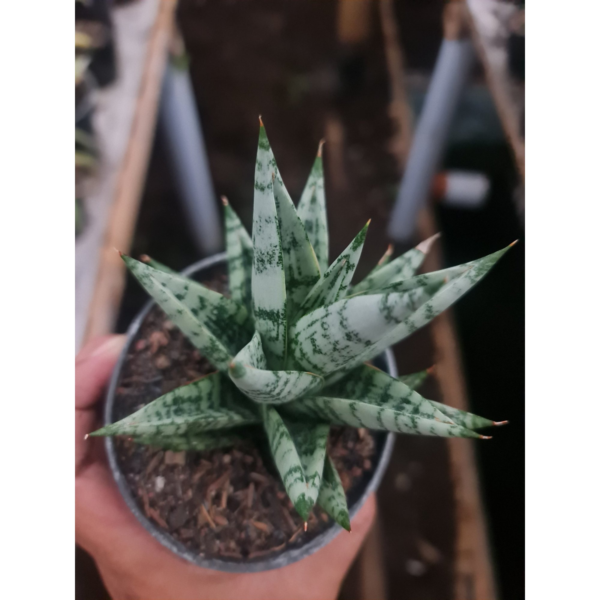 Sansevieria Hybrid Zebra, real feature image plant. Picture taken directly from kaktus.id community Sansevieria farmer green houses.