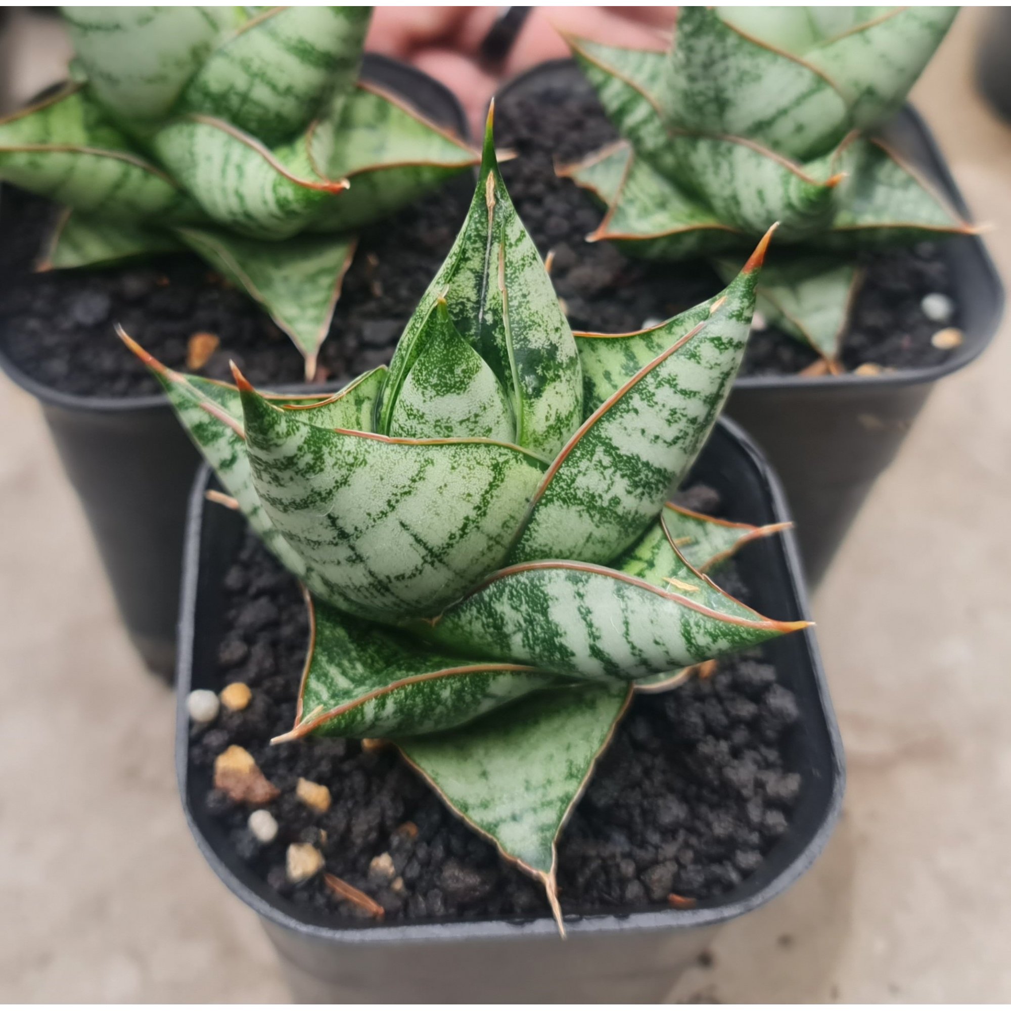 Sansevieria Imagine size 7 cm, real feature image plant. Picture taken directly from kaktus.id community Sansevieria farmer green houses.