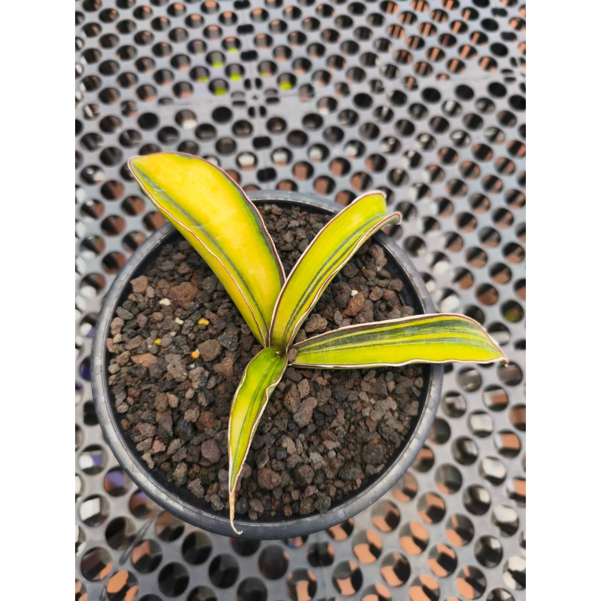 Sansevieria Kahuku Variegated size 12 cm, real feature image plant. Picture taken directly from kaktus.id community Sansevieria farmer green houses.