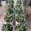Sansevieria Kaisar 10 Pcs