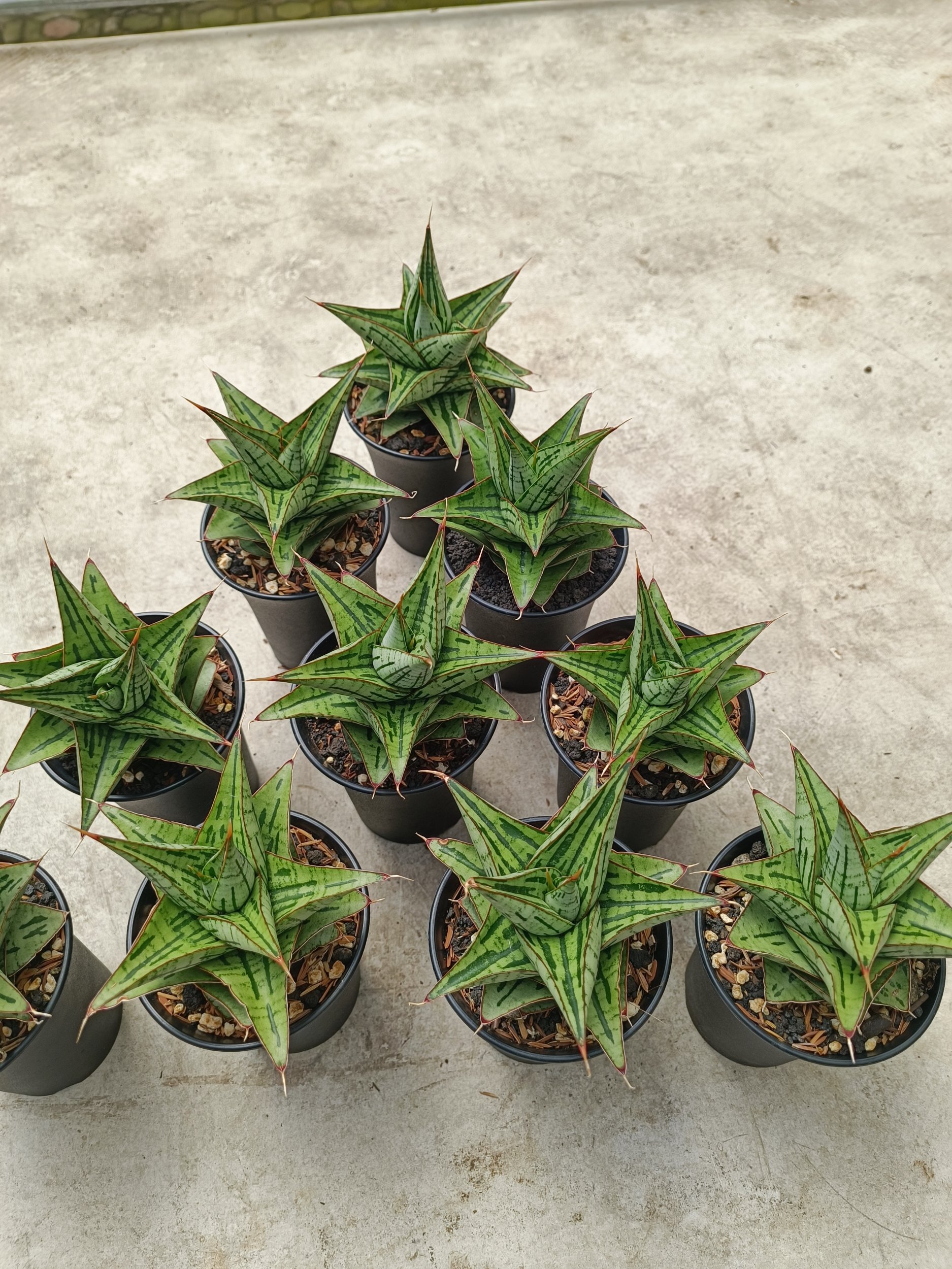 Sansevieria Kaisar size 10 cm, real gallery image #1 plants. Picture taken directly from kaktus.id community Sansevieria farmer green houses.