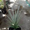 Sansevieria Kasih Jumbo Size 30cm
