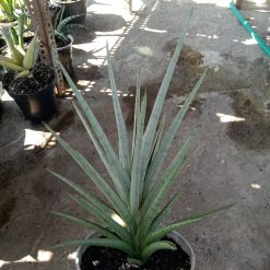 Sansevieria Kasih Jumbo Size 30cm