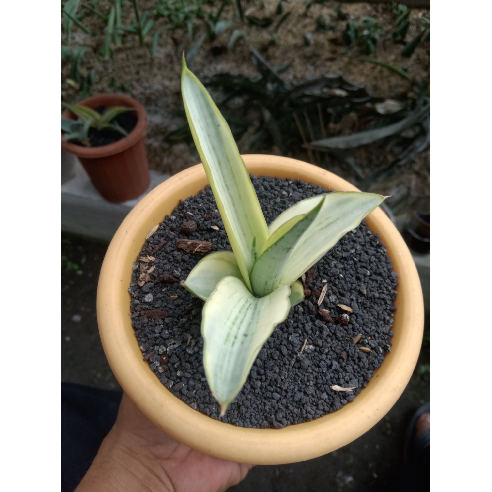 Sansevieria Kasih Variegated, real feature image plant. Picture taken directly from kaktus.id community Sansevieria farmer green houses.