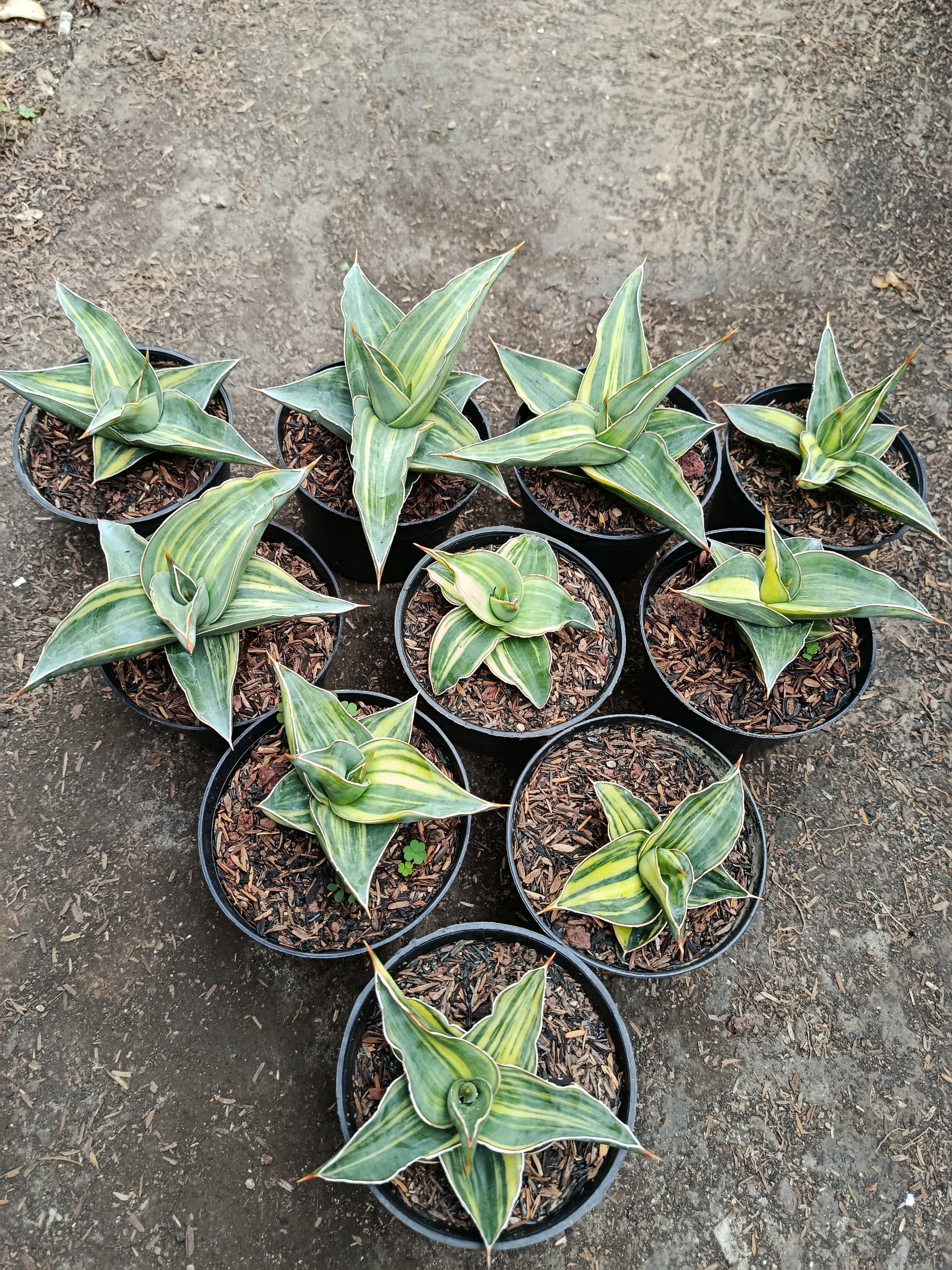 Sansevieria Kimayo Variegated size 10 cm, real gallery image #1 plants. Picture taken directly from kaktus.id community Sansevieria farmer green houses.