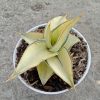 Sansevieria Kimayo White Variegated