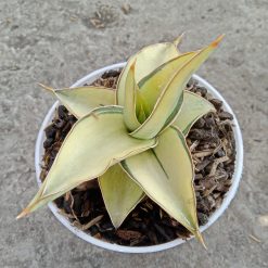 Sansevieria Kimayo White Variegated