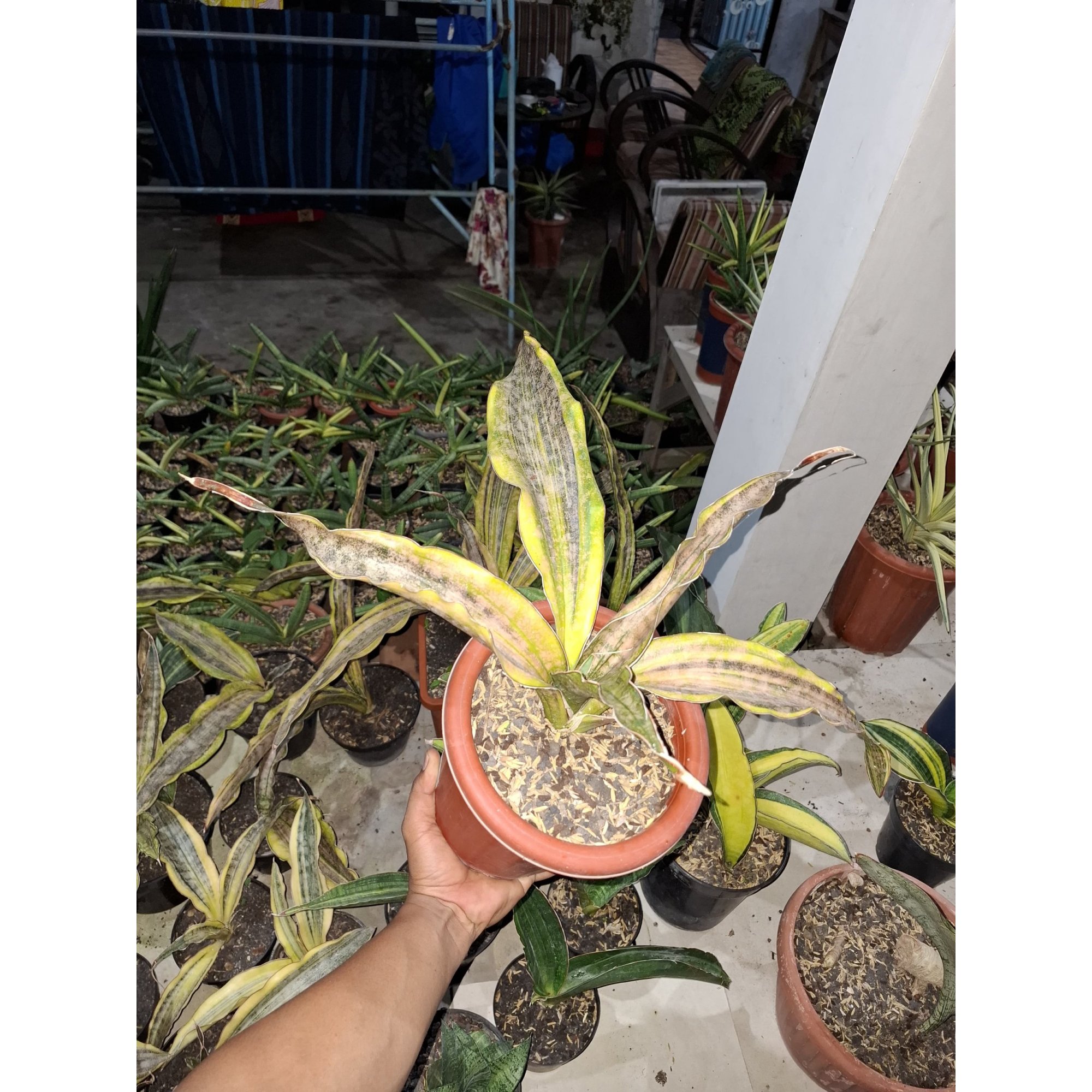 Sansevieria Kirki Brown Variegated, real feature image plant. Picture taken directly from kaktus.id community Sansevieria farmer green houses.
