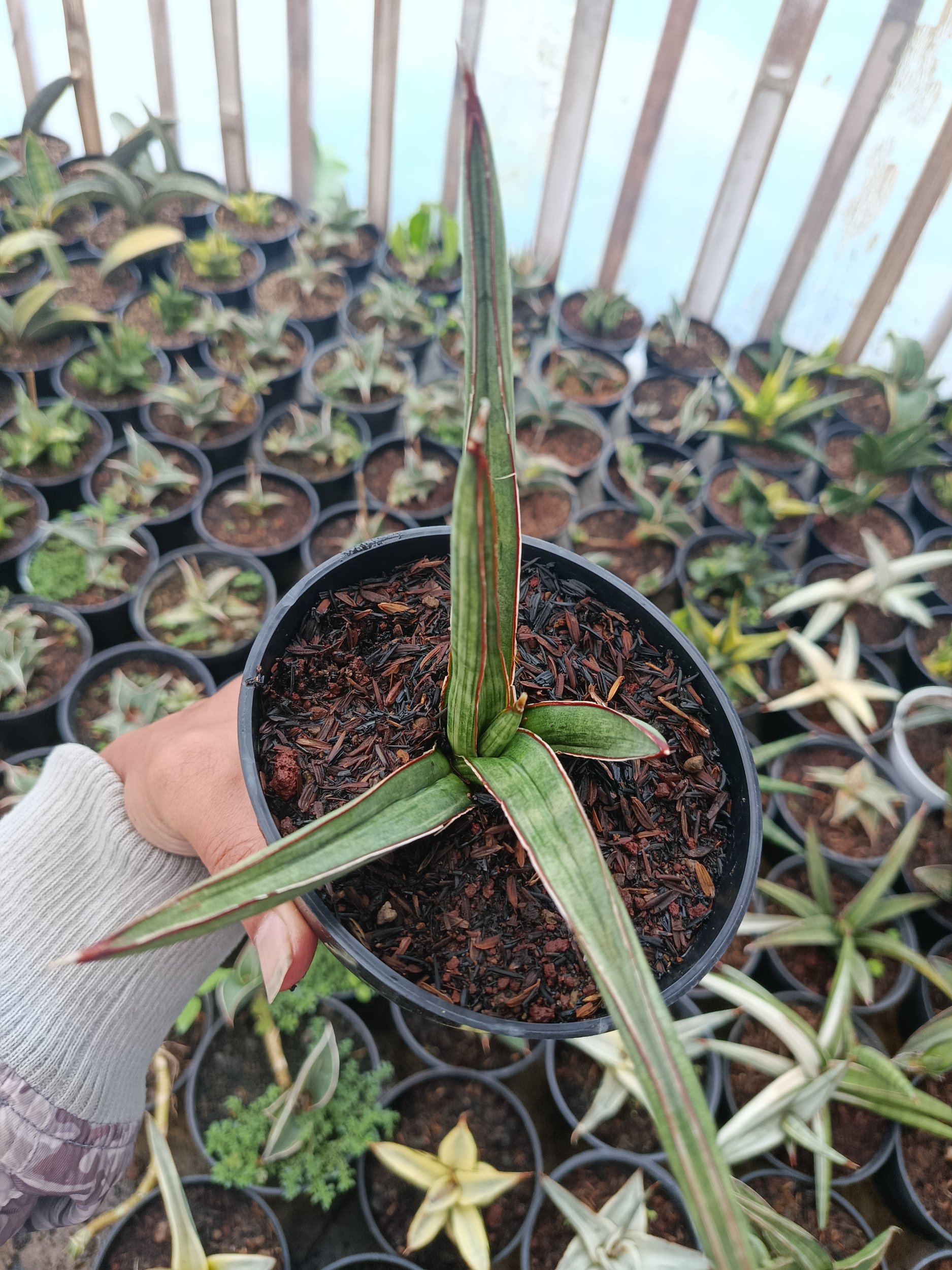 Sansevieria Koko White Variegated, real gallery image #1 plants. Picture taken directly from kaktus.id community Sansevieria farmer green houses.