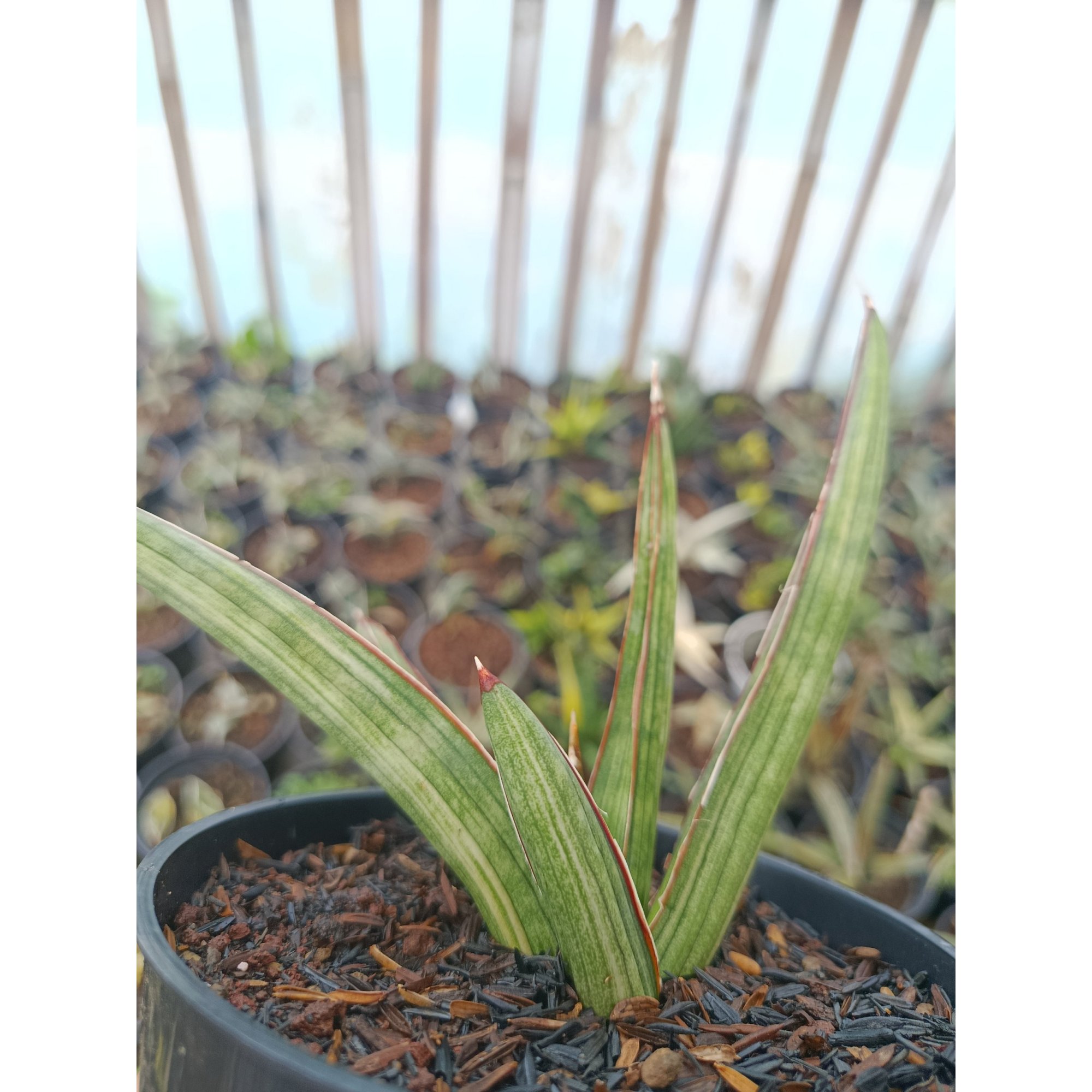 Sansevieria Koko White Variegated, real feature image plant. Picture taken directly from kaktus.id community Sansevieria farmer green houses.
