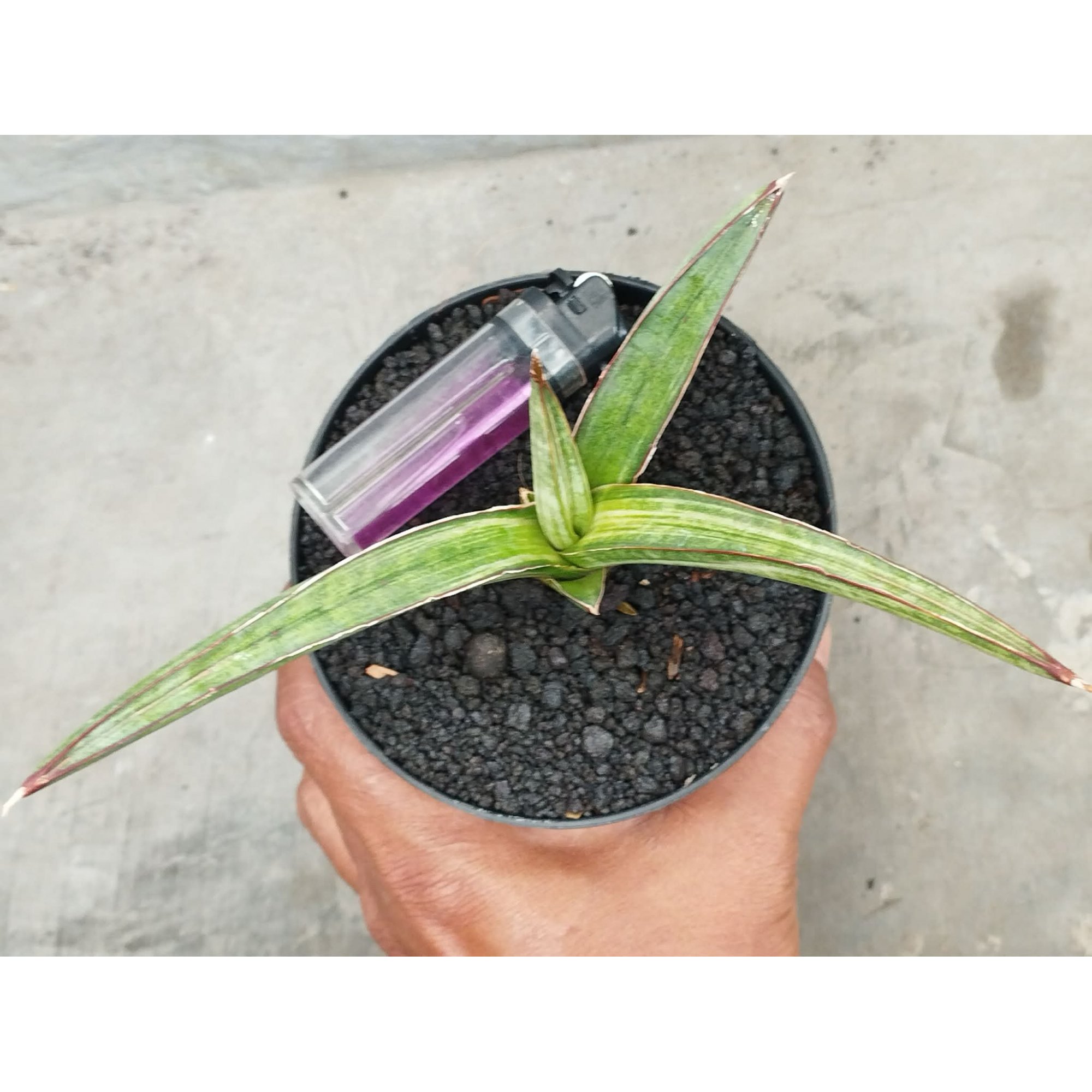 1958. Sansevieria Koko White Variegated Size 20 Cm