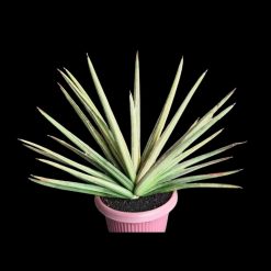 Sansevieria Koko White Variegated Jumbo Size