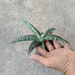 Sansevieria Lady Gaga size 15 cm