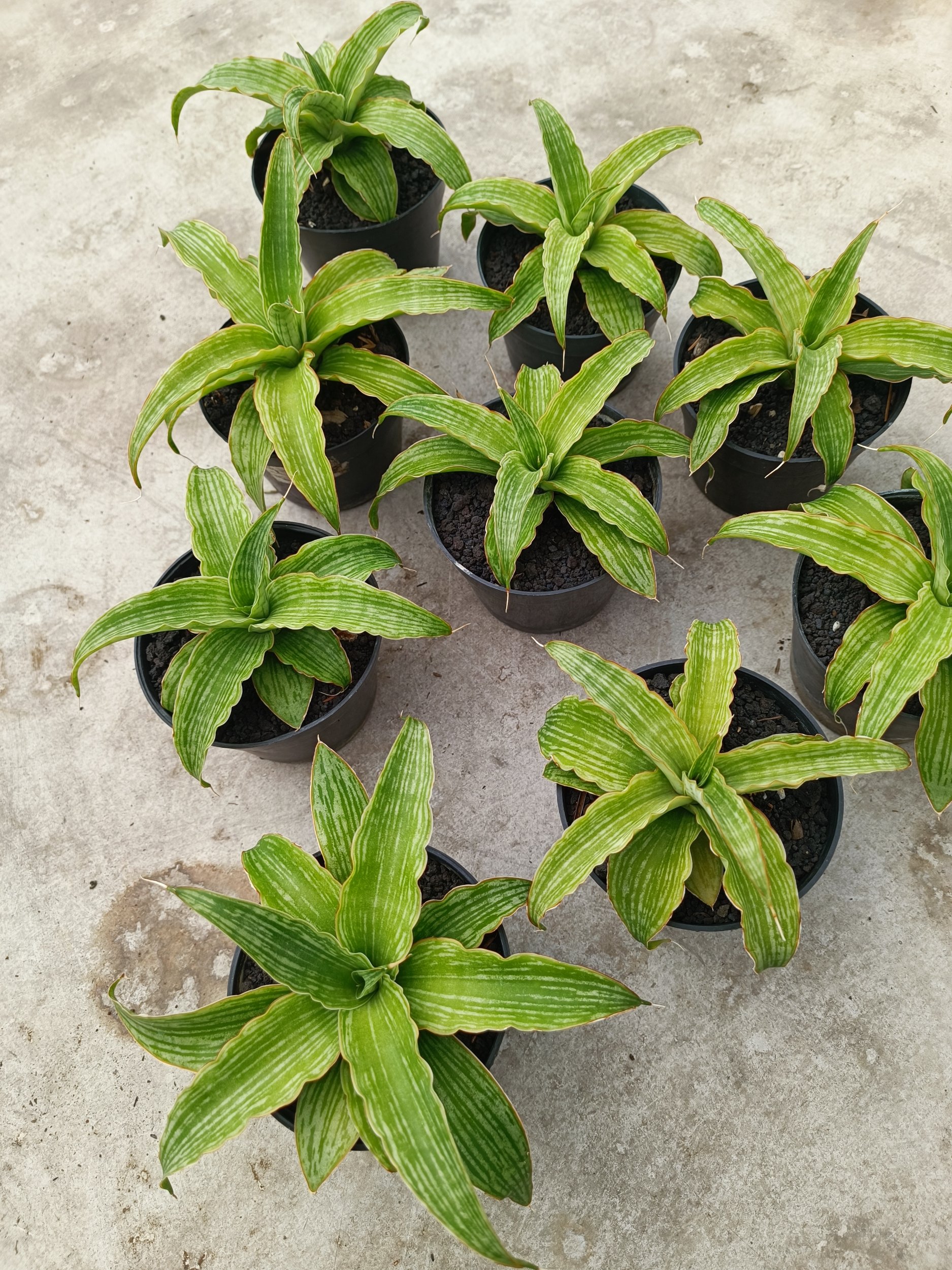 Sansevieria Laili size 16 cm, real gallery image #1 plants. Picture taken directly from kaktus.id community Sansevieria farmer green houses.
