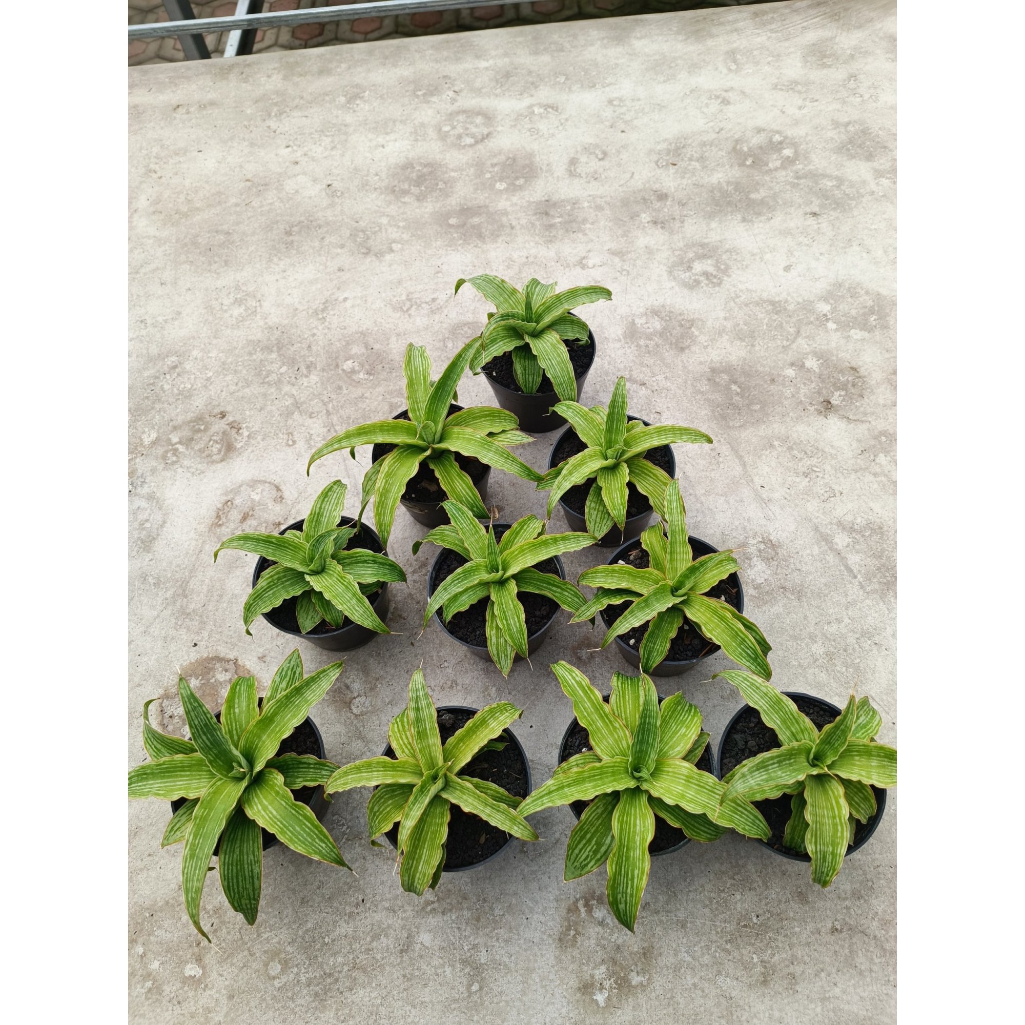 Sansevieria Laili size 16 cm, real feature image plant. Picture taken directly from kaktus.id community Sansevieria farmer green houses.