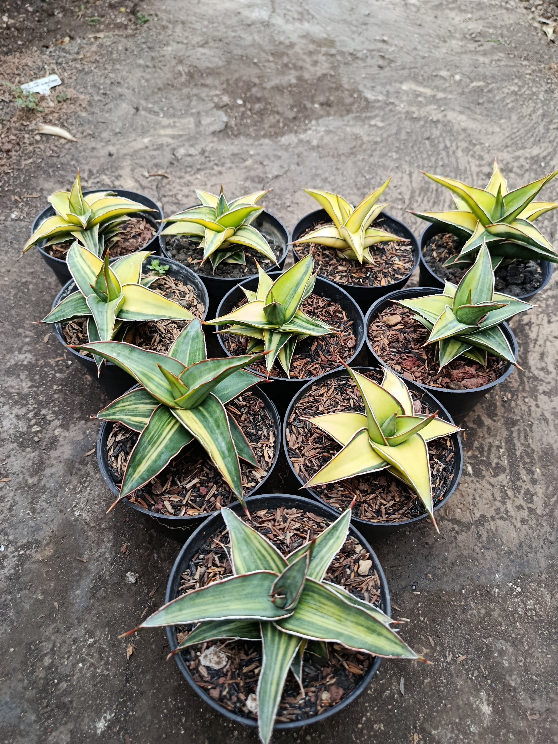 Sansevieria Lavranos Variegated size 10 cm, real gallery image #1 plants. Picture taken directly from kaktus.id community Sansevieria farmer green houses.