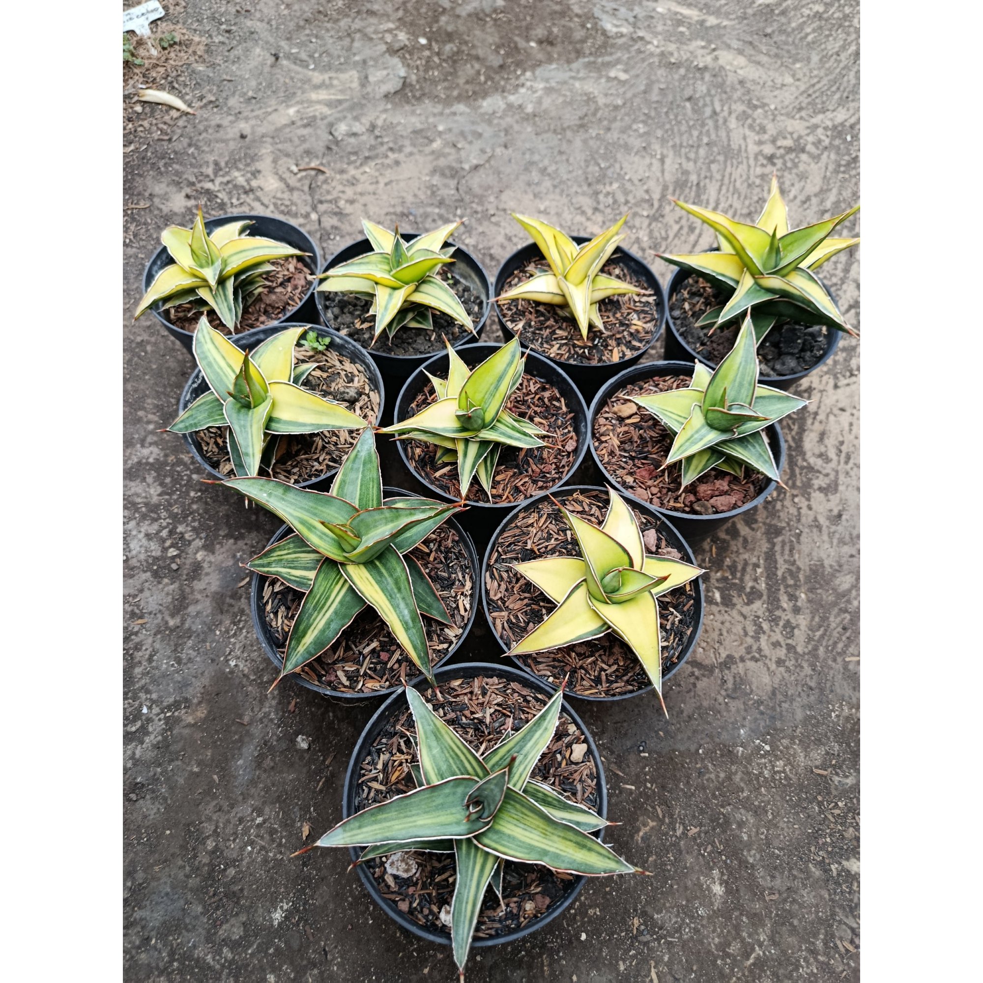 Sansevieria Lavranos Variegated size 10 cm, real feature image plant. Picture taken directly from kaktus.id community Sansevieria farmer green houses.
